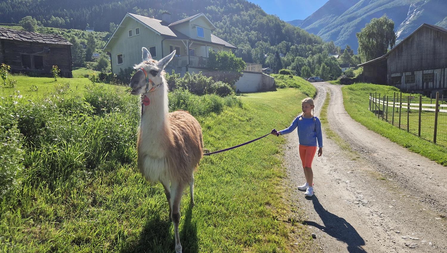 Skjolden Llamas