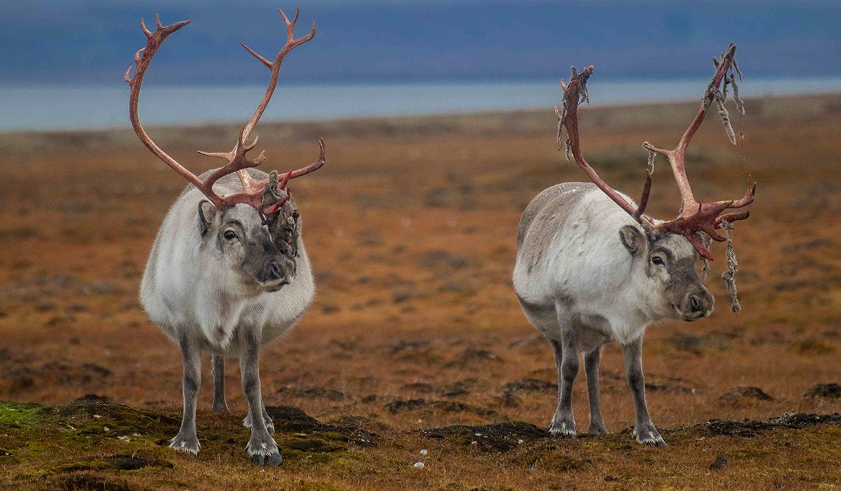 Two Svalbard reindeer standing next to each other on the tundra