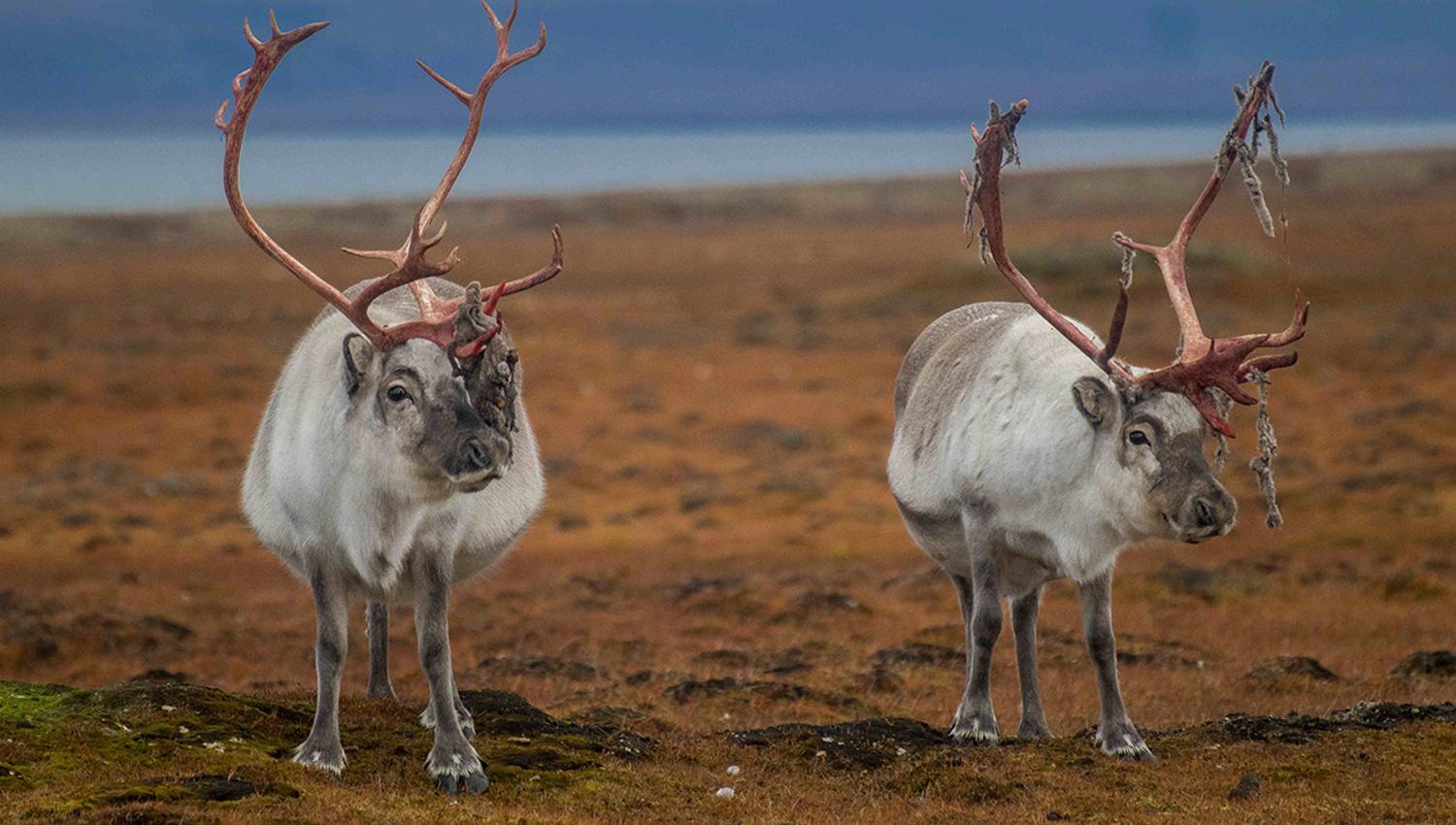 Two Svalbard reindeer standing next to each other on the tundra