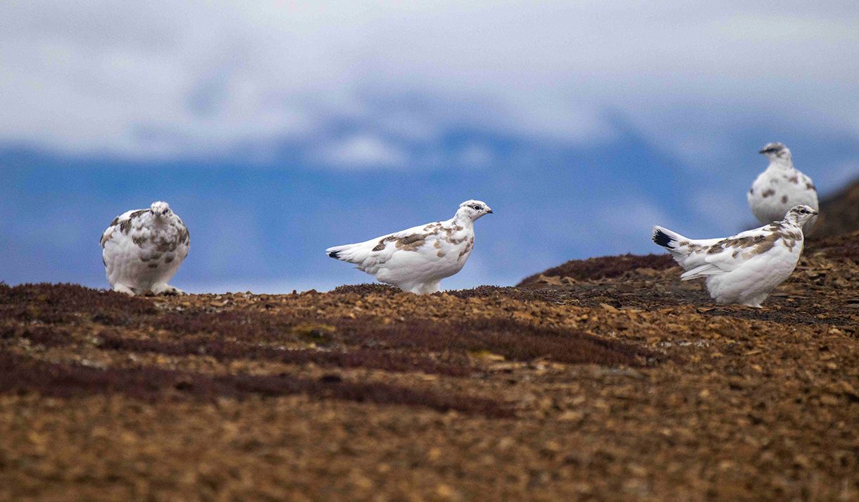 Four Svalbard rock ptarmigans walking around on the tundra