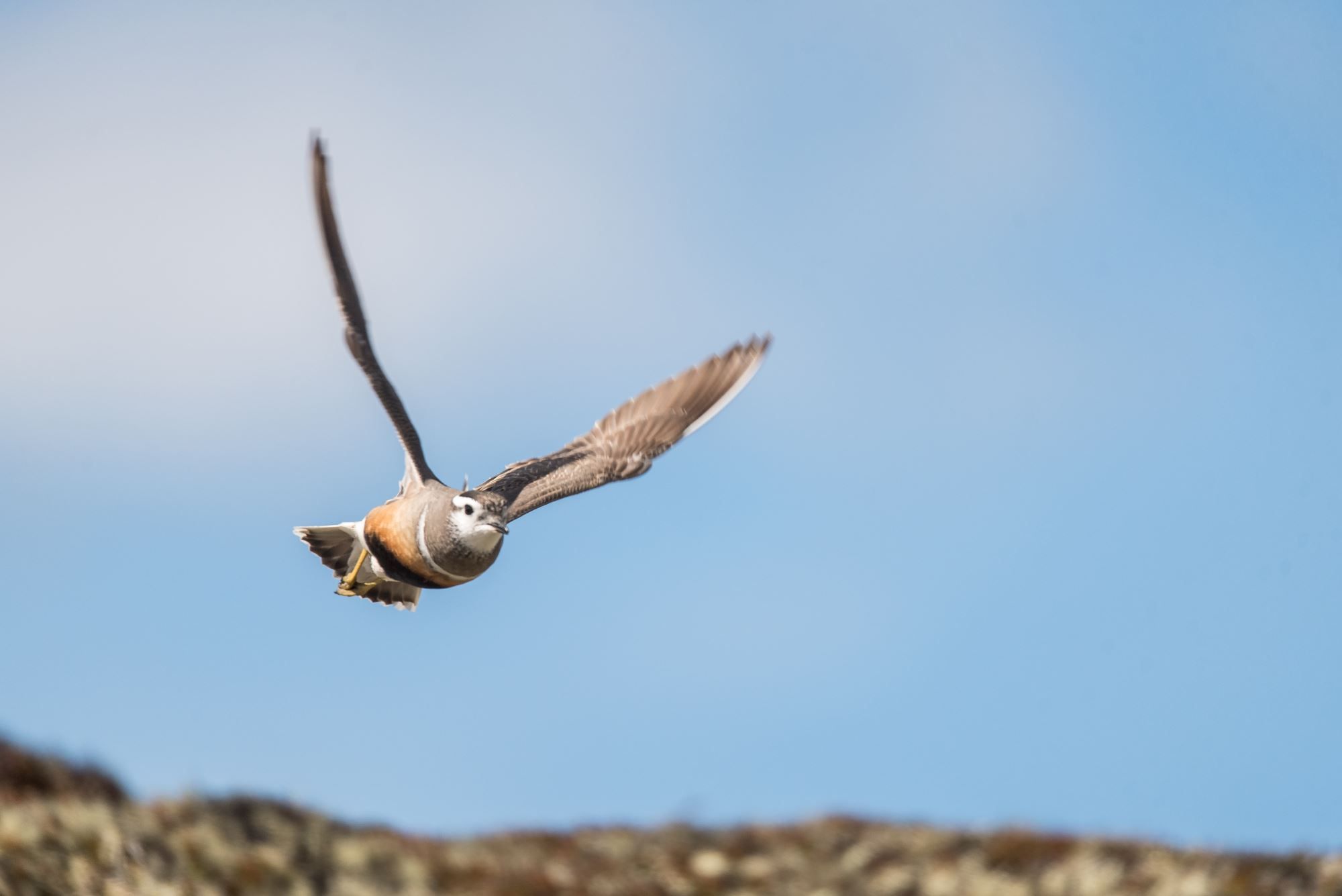 Bird watching with guide