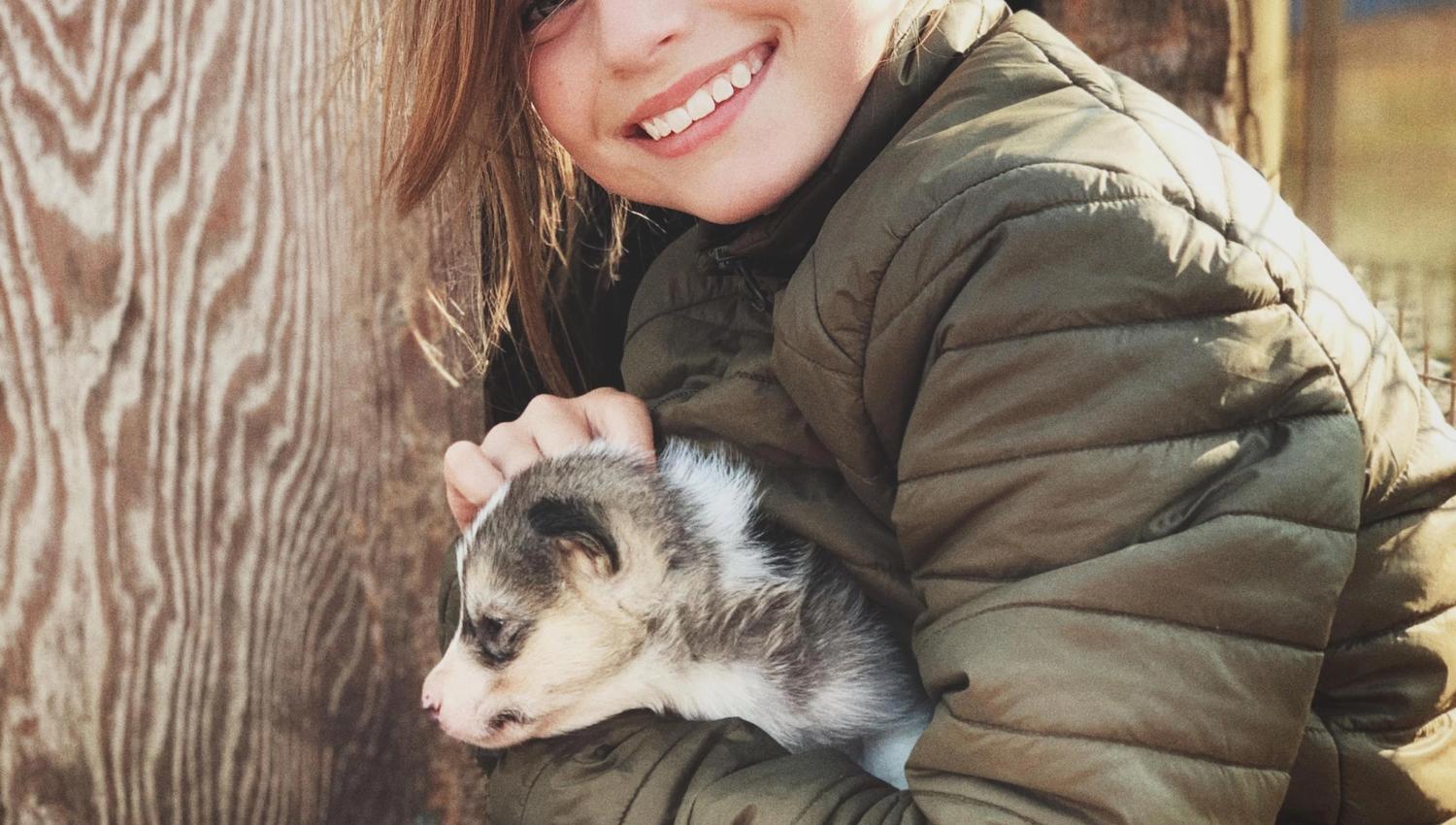Person petting a puppy