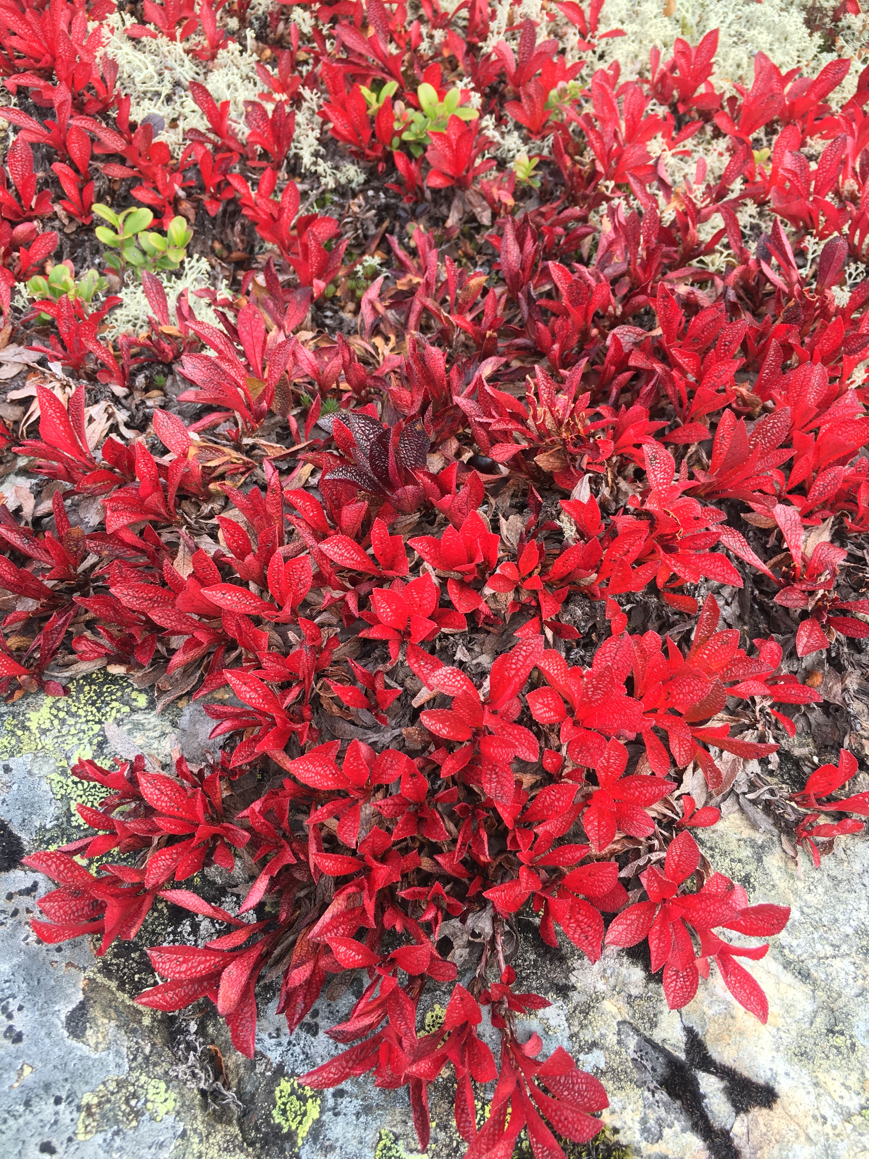Vibrant red autumn alpine vegetation on Hardangervidda.