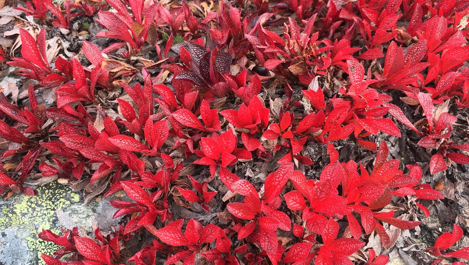 Vibrant red autumn alpine vegetation on Hardangervidda.