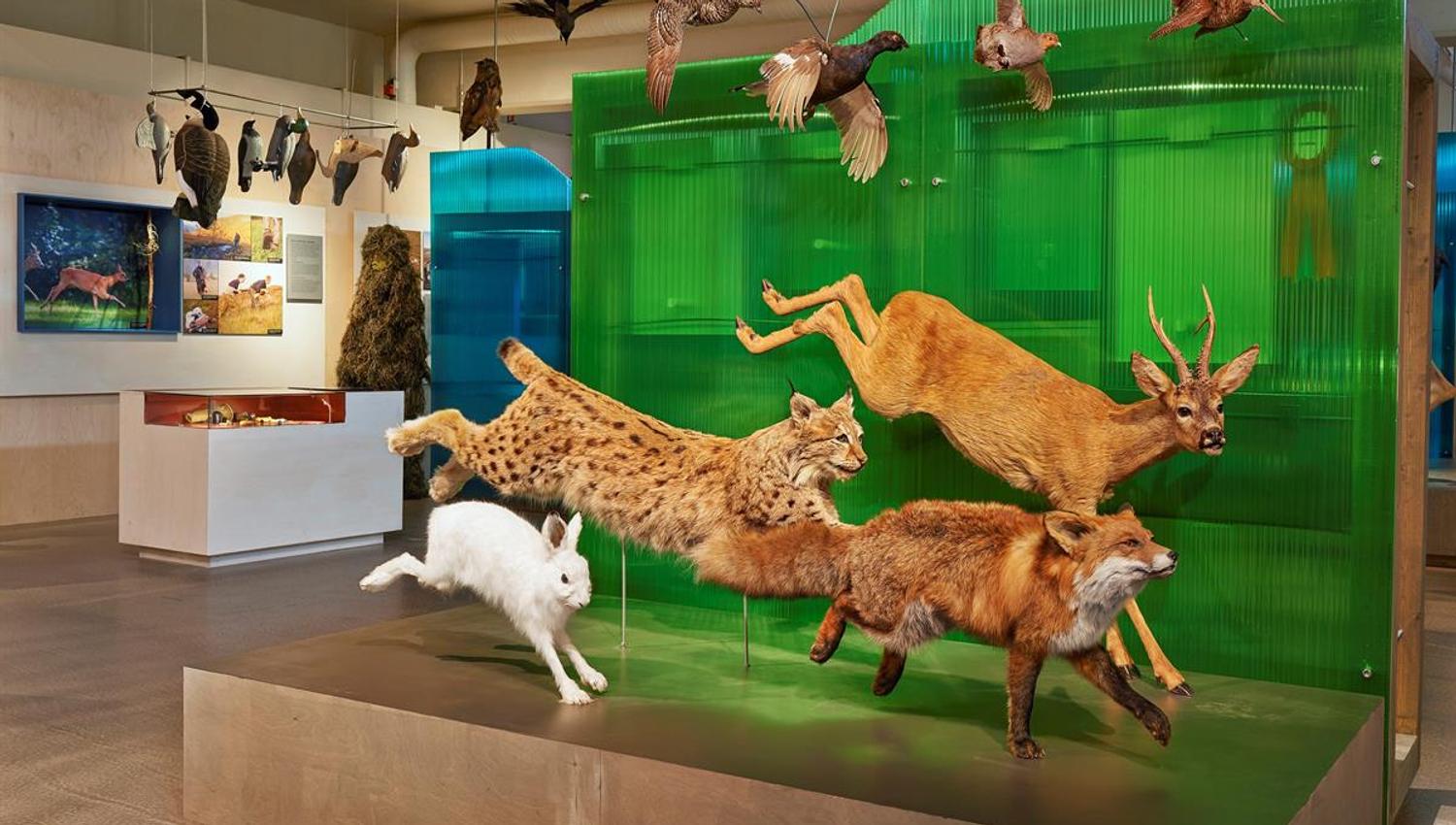 Anno Norsk skogmuseum - Dyr i farta