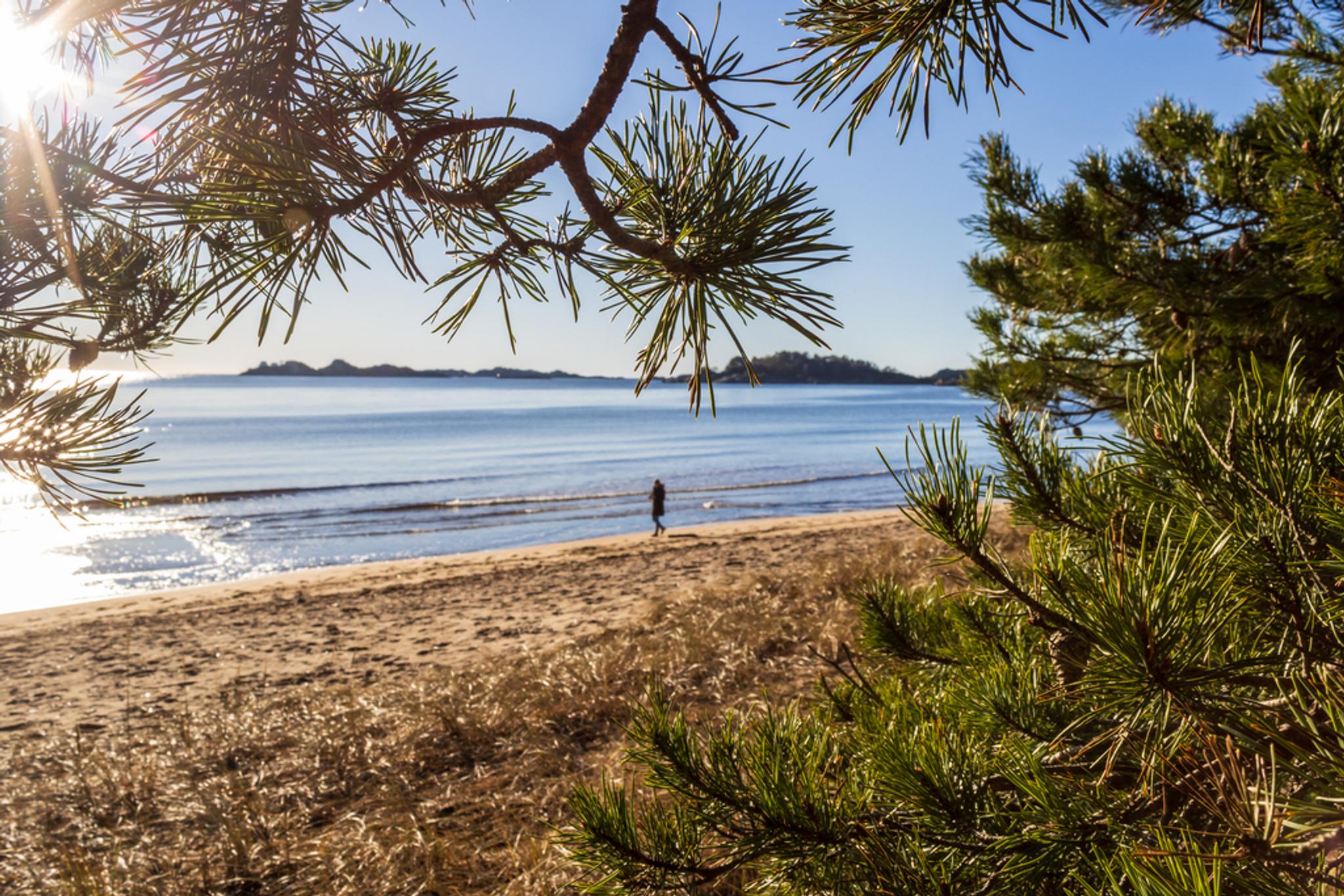 Bilde gjennom furunåler ut mot sjøsanden strand og havet