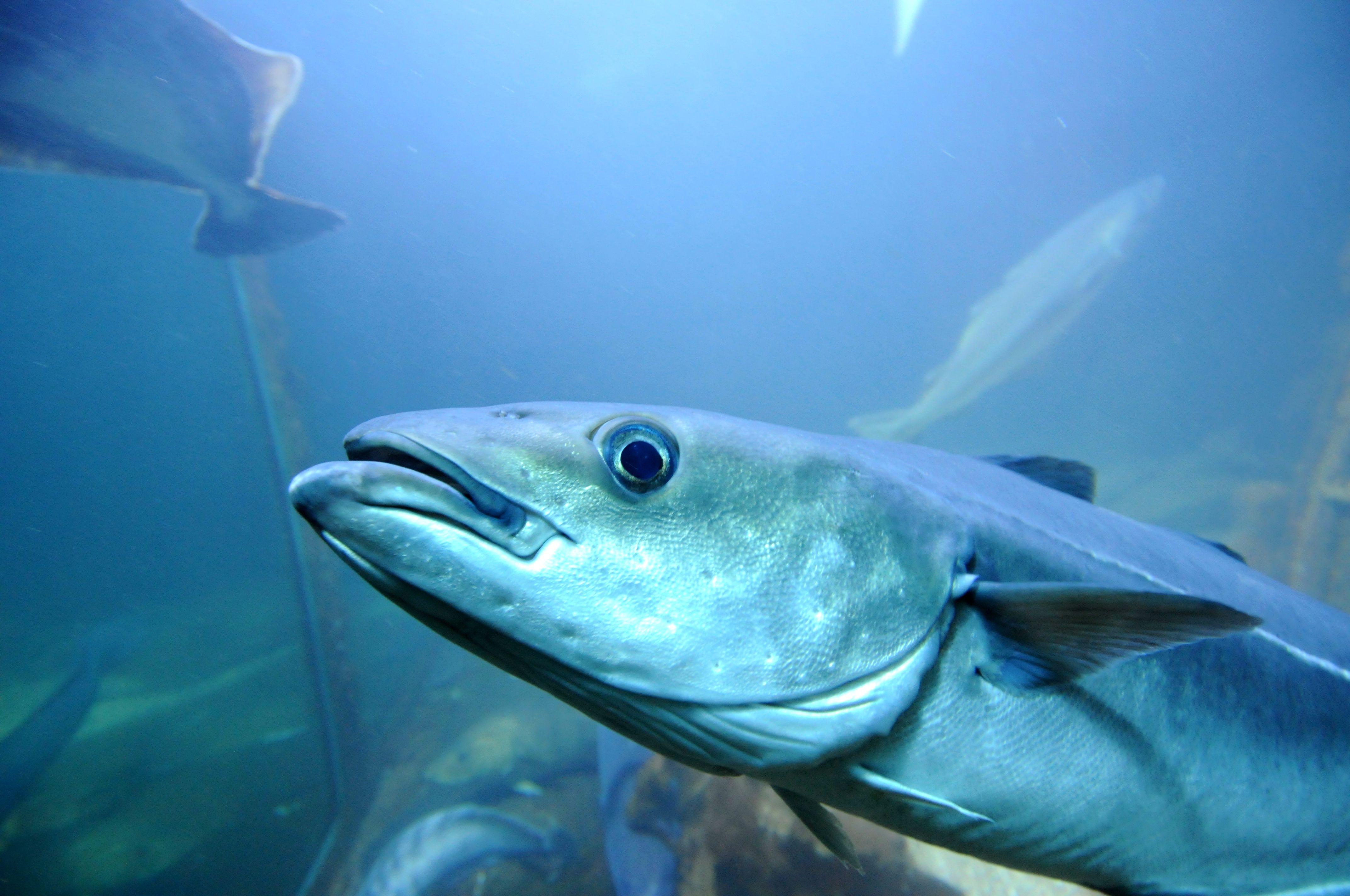 Risør Akvarium fisk