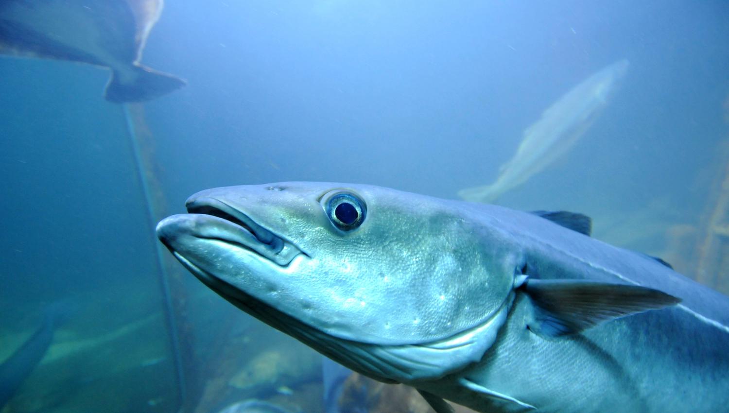 Risør Akvarium fisk