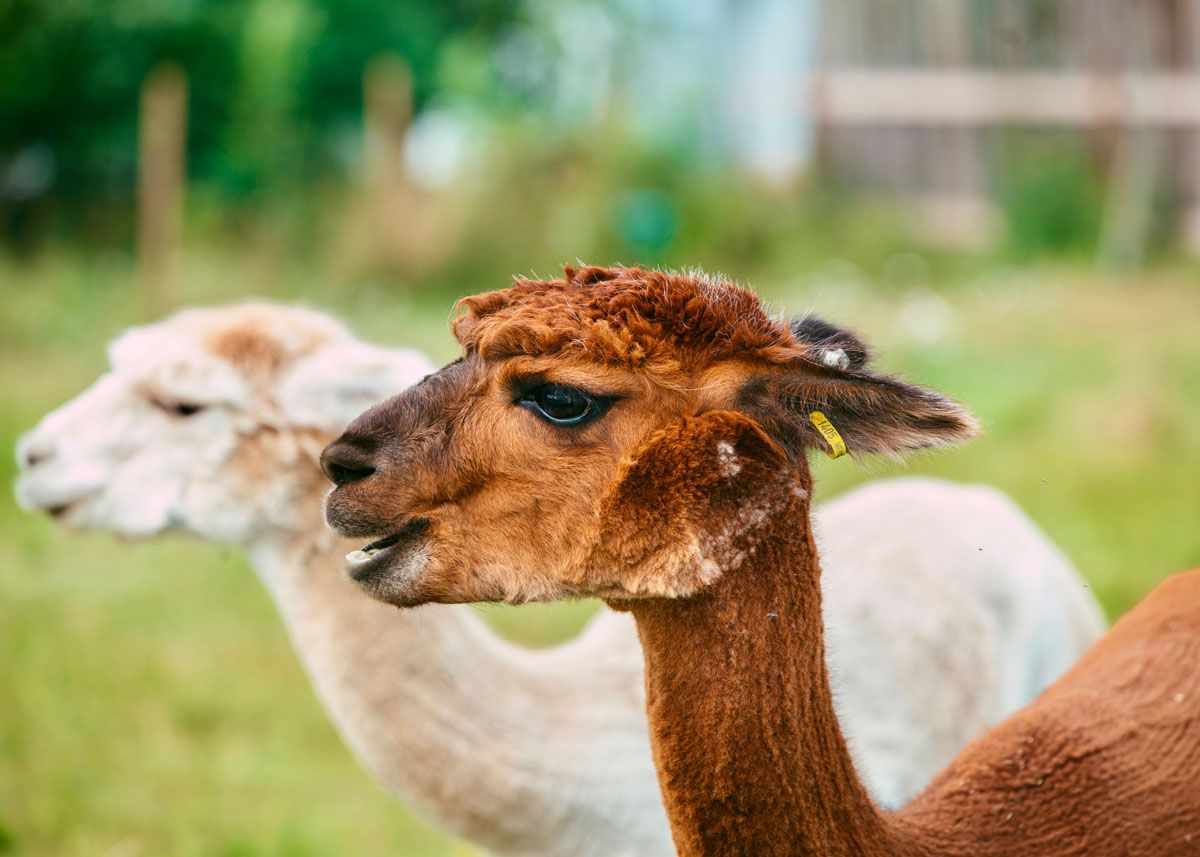 Alpakka hos Svenseid Alpakka i Lunde