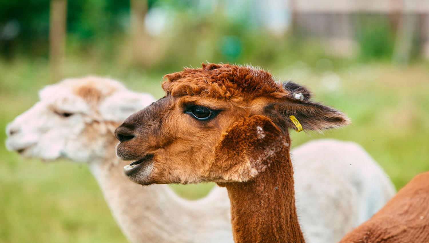 Alpakka hos Svenseid Alpakka i Lunde