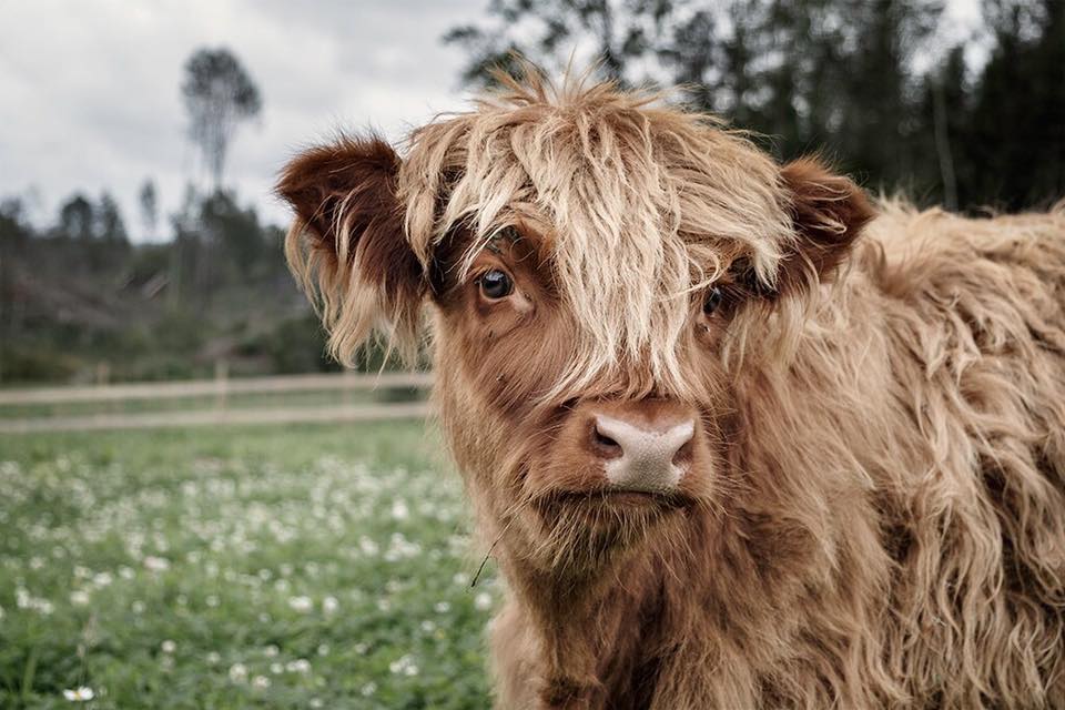 Scottish highland cattle