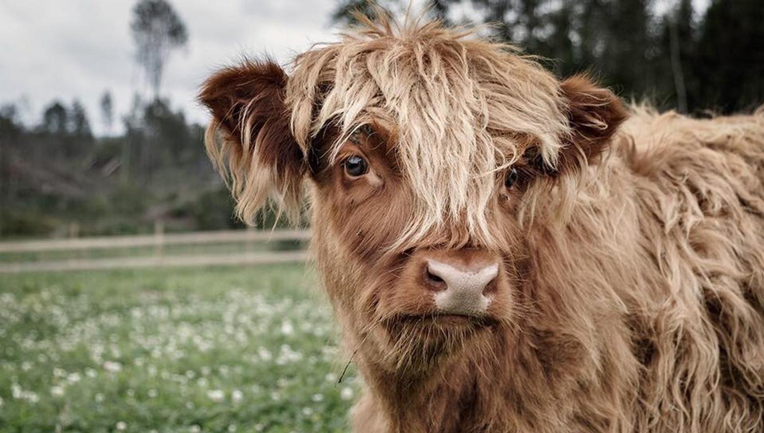Scottish highland cattle