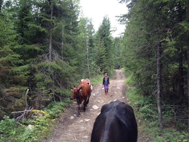 snåsa dravlandseteren (4)