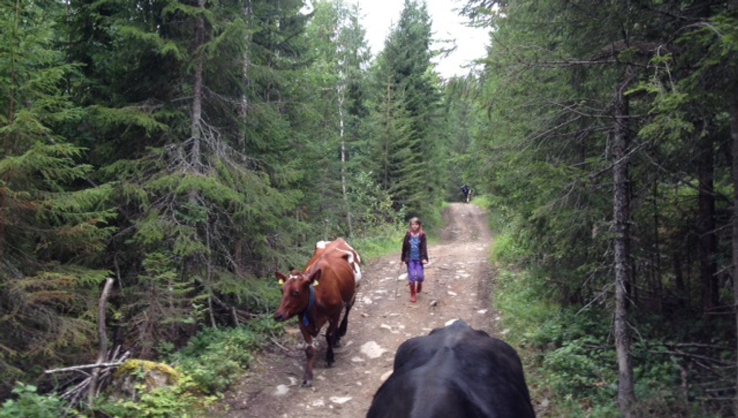 snåsa dravlandseteren (4)