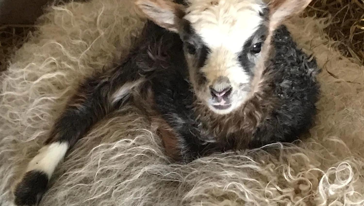 A little lamb