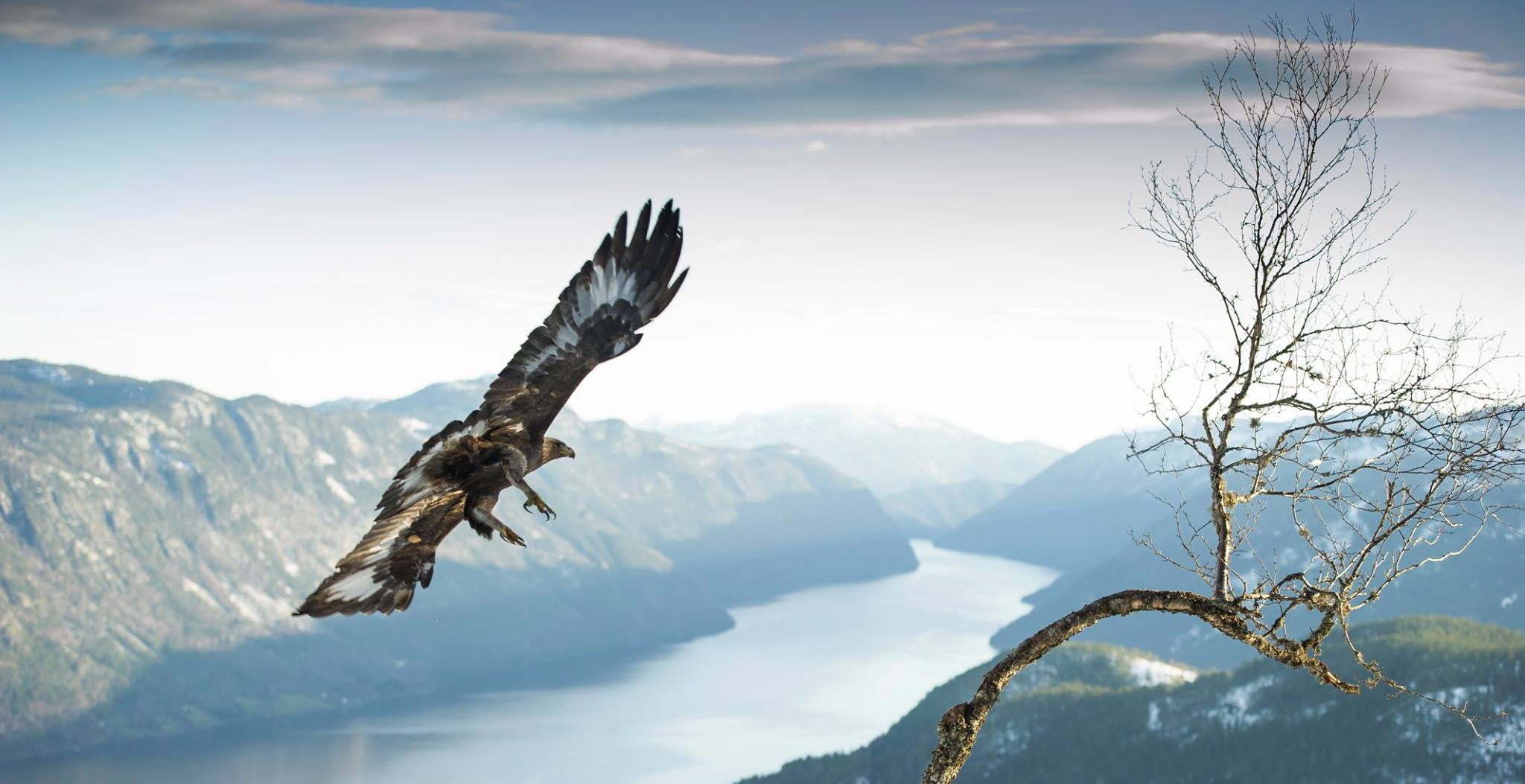 Ørn, kjøpt fritt bruk