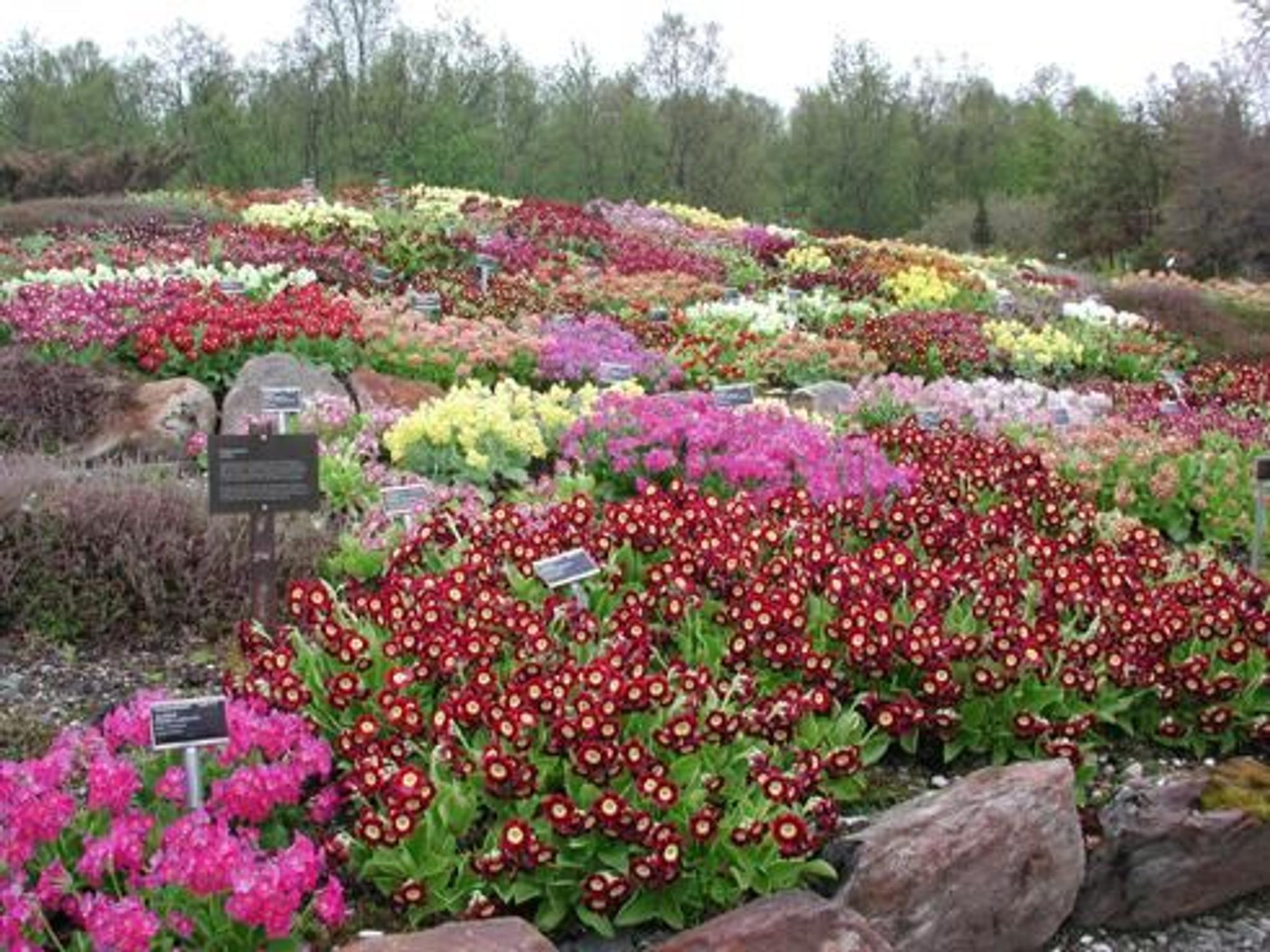 Tromsø arktisk-alpine botanisk hage 
