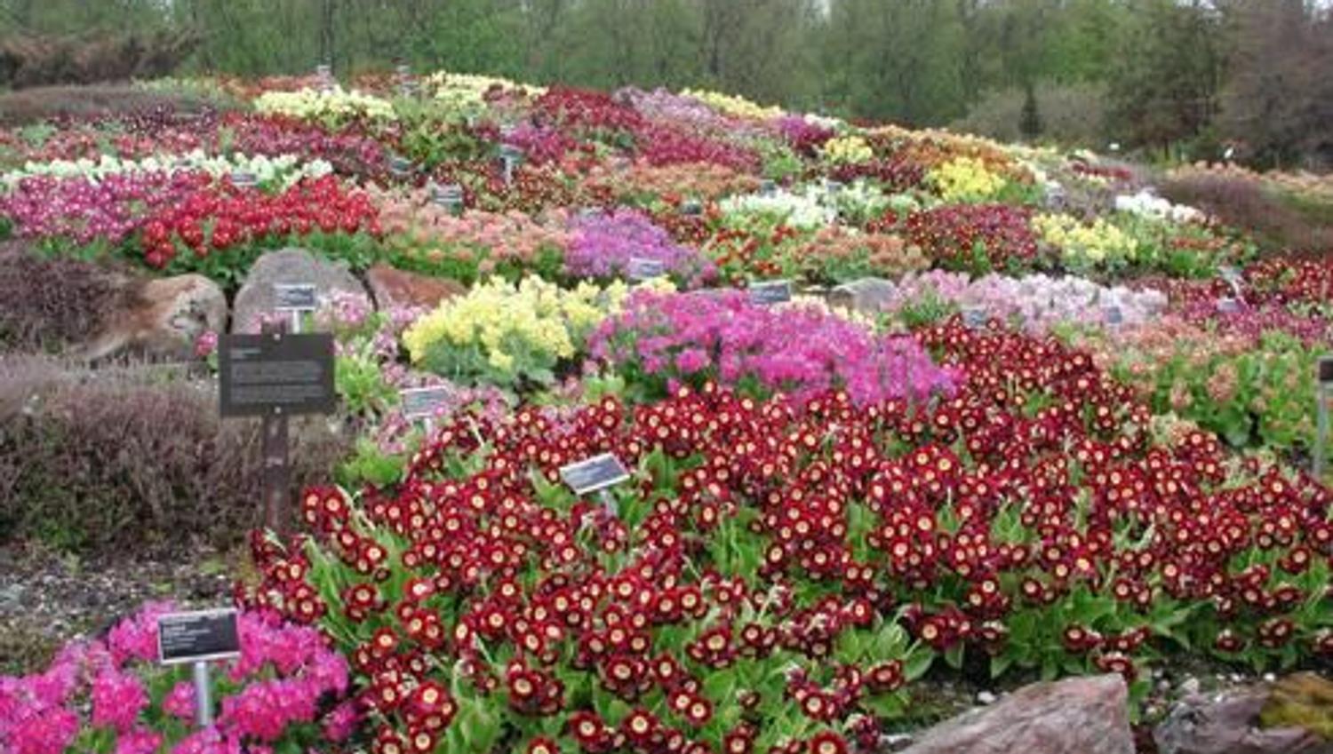Tromsø arktisk-alpine botanisk hage