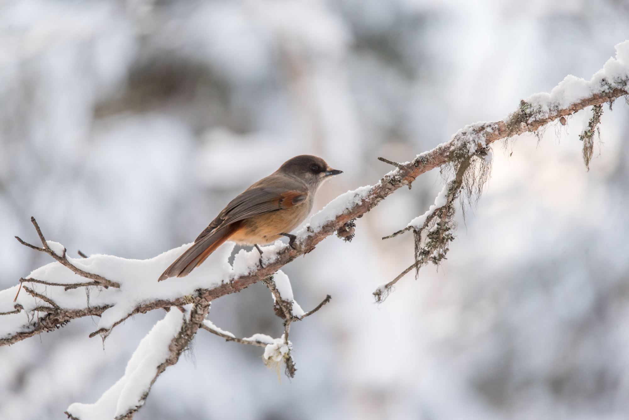 Bird watching with guide