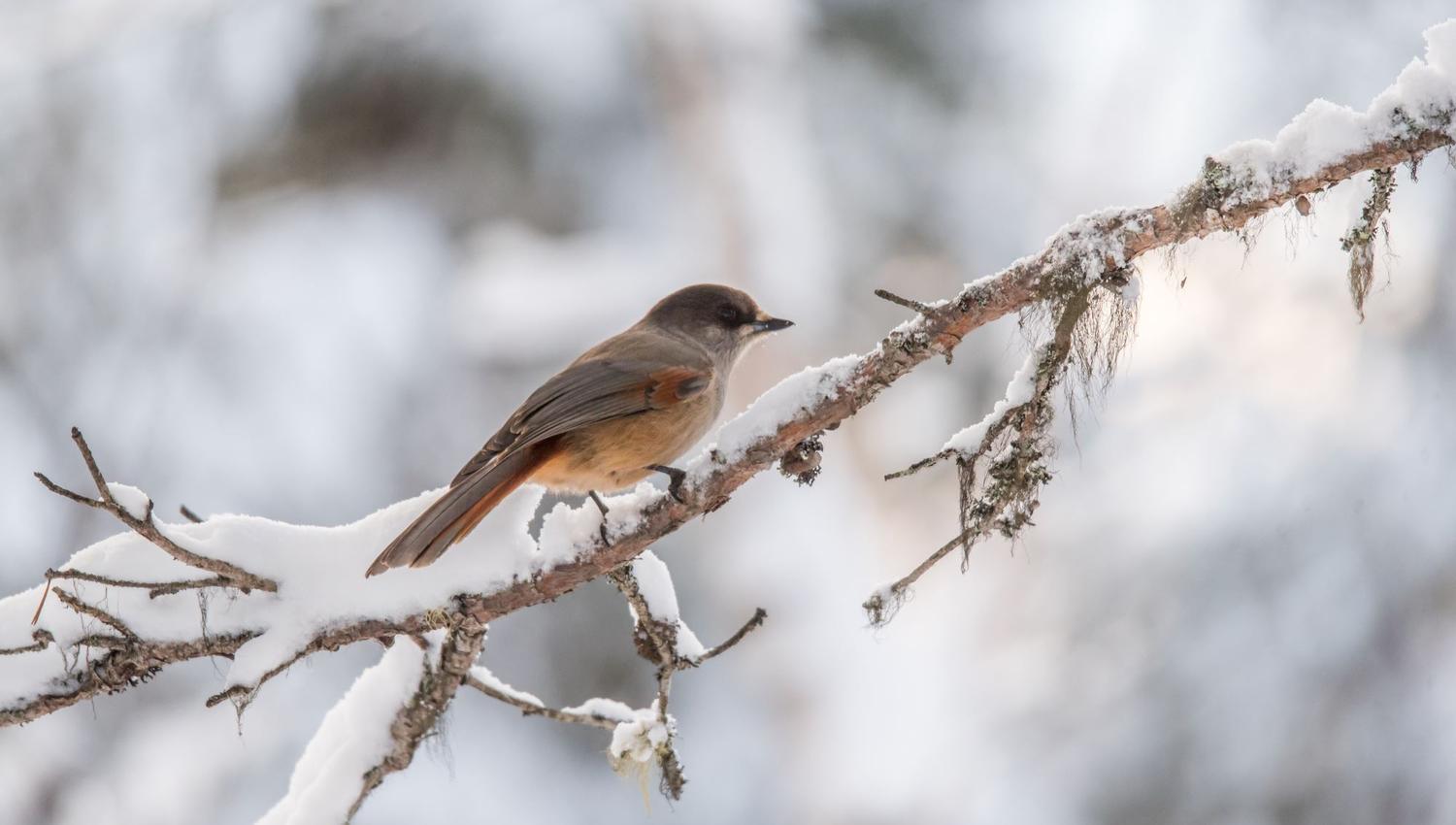 Bird watching with guide