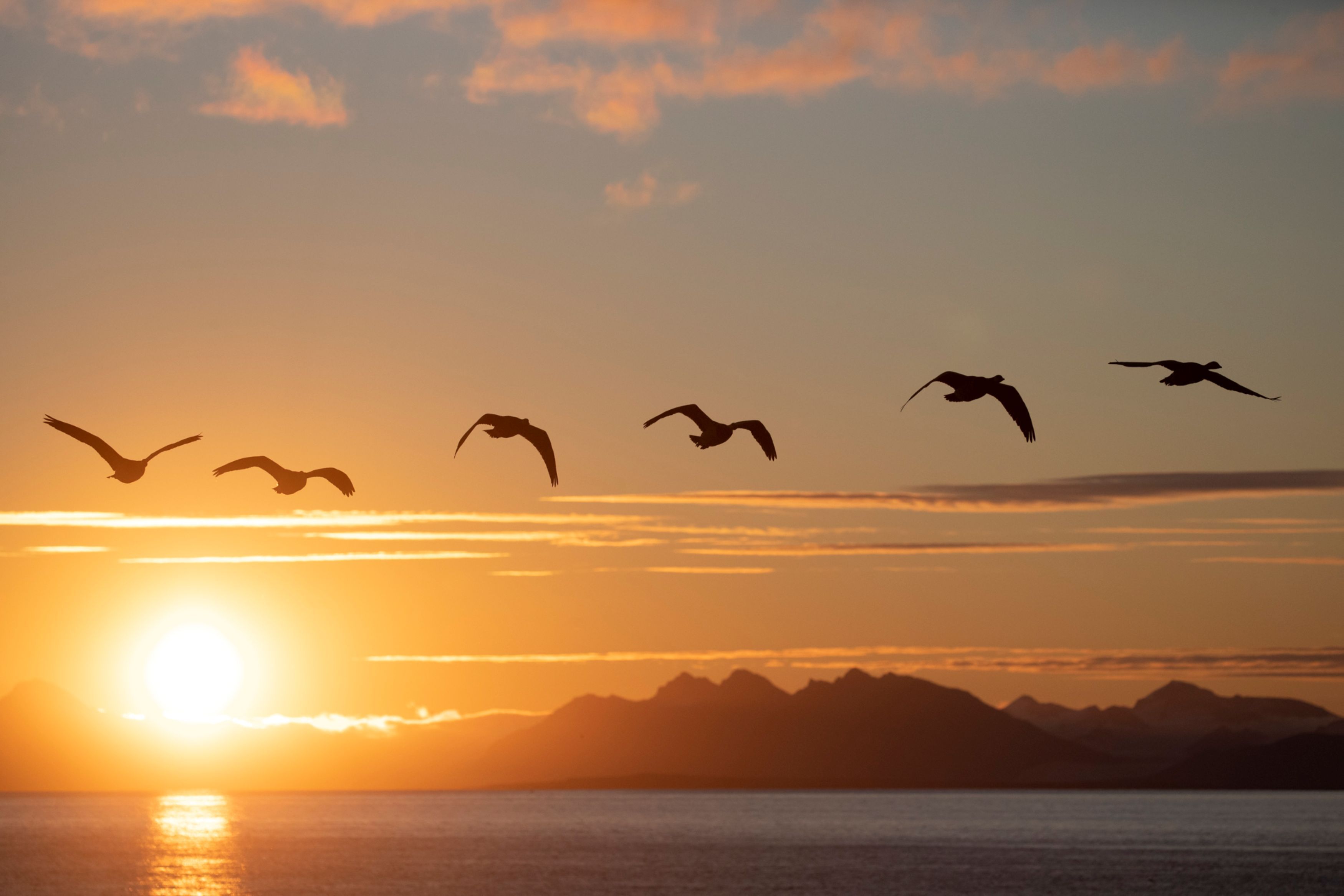 Birds flying over the sea in front of the midnight sun.