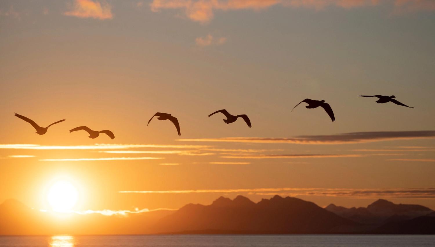 Birds flying over the sea in front of the midnight sun.