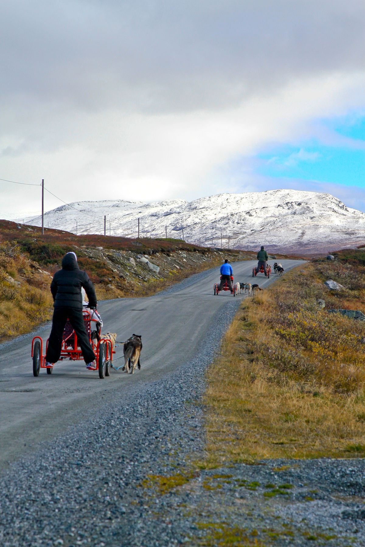 Hundekjøring på hjul, høst tur i Jotunheimsveien