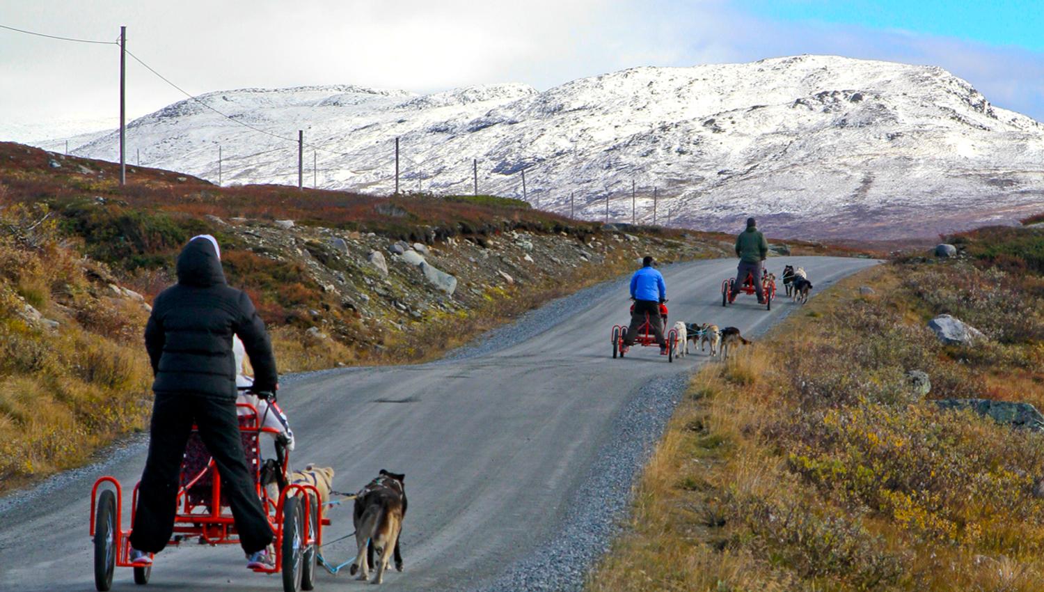 Hundekjøring på hjul, høst tur i Jotunheimsveien