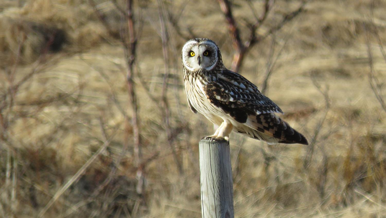 Short-eared owl on a fence pole in evening light
