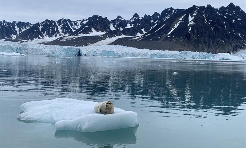 Seal sleeping on an ice berg