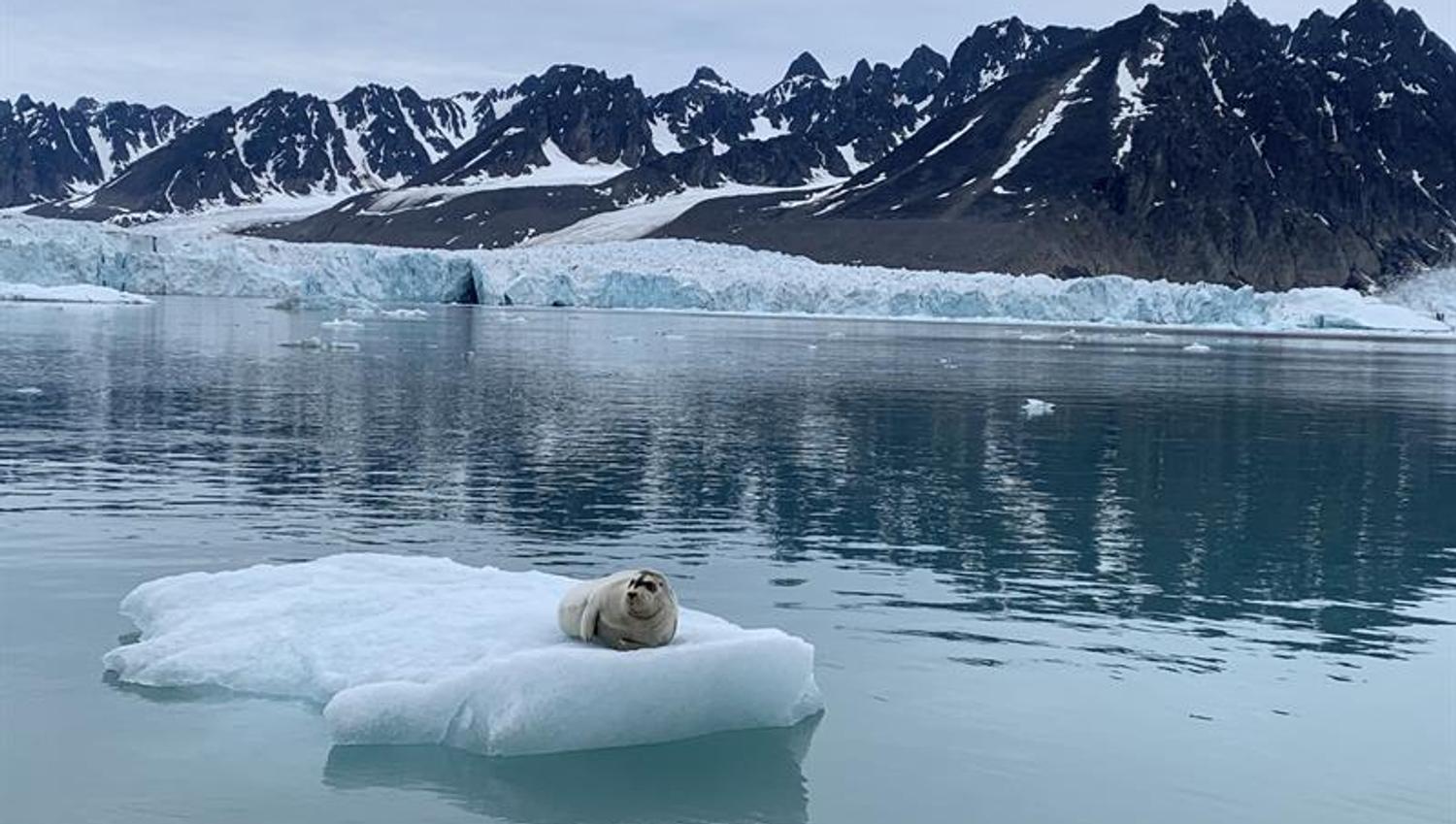 Seal sleeping on an ice berg