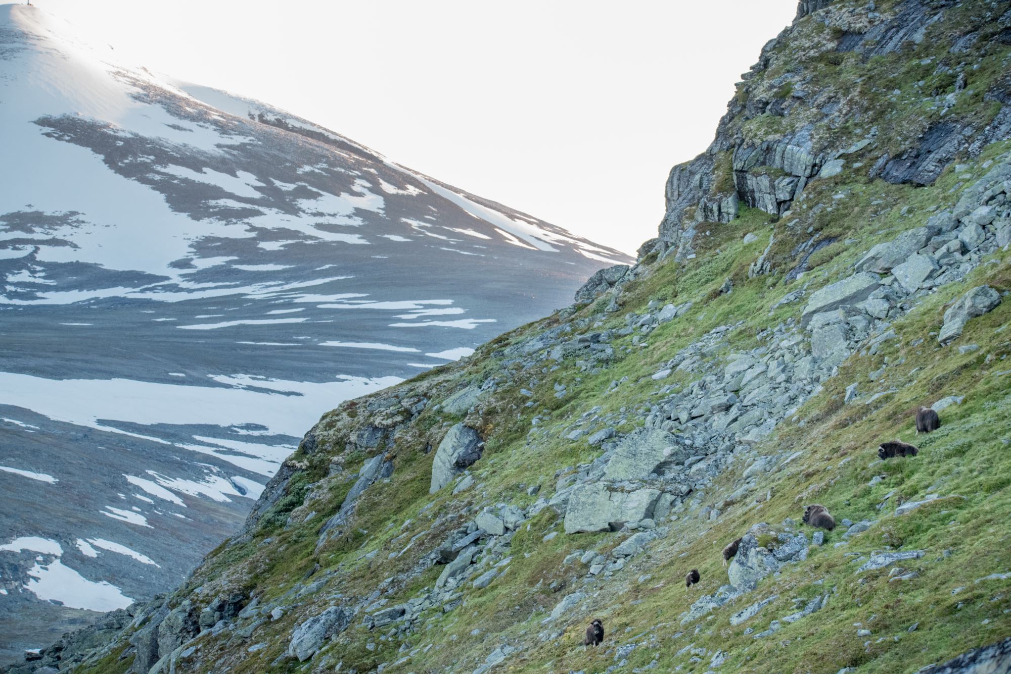 It's easy to tell that the musk-ox is related to the sheeps and the goats!