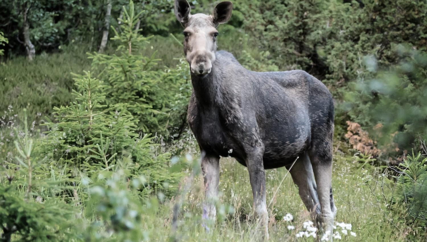 eland 1