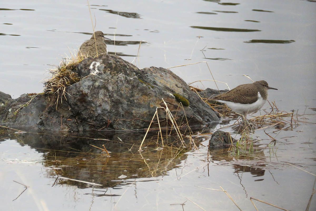 Strandsnipe_IMG_6047