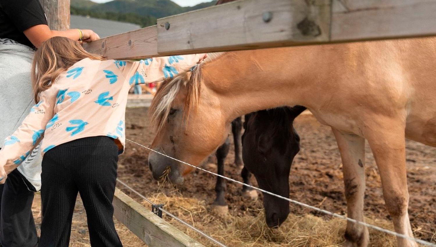 Eit barn lener seg over eit tre-gjerde og klappar ein lys brun hest i ein innhegning med høy..