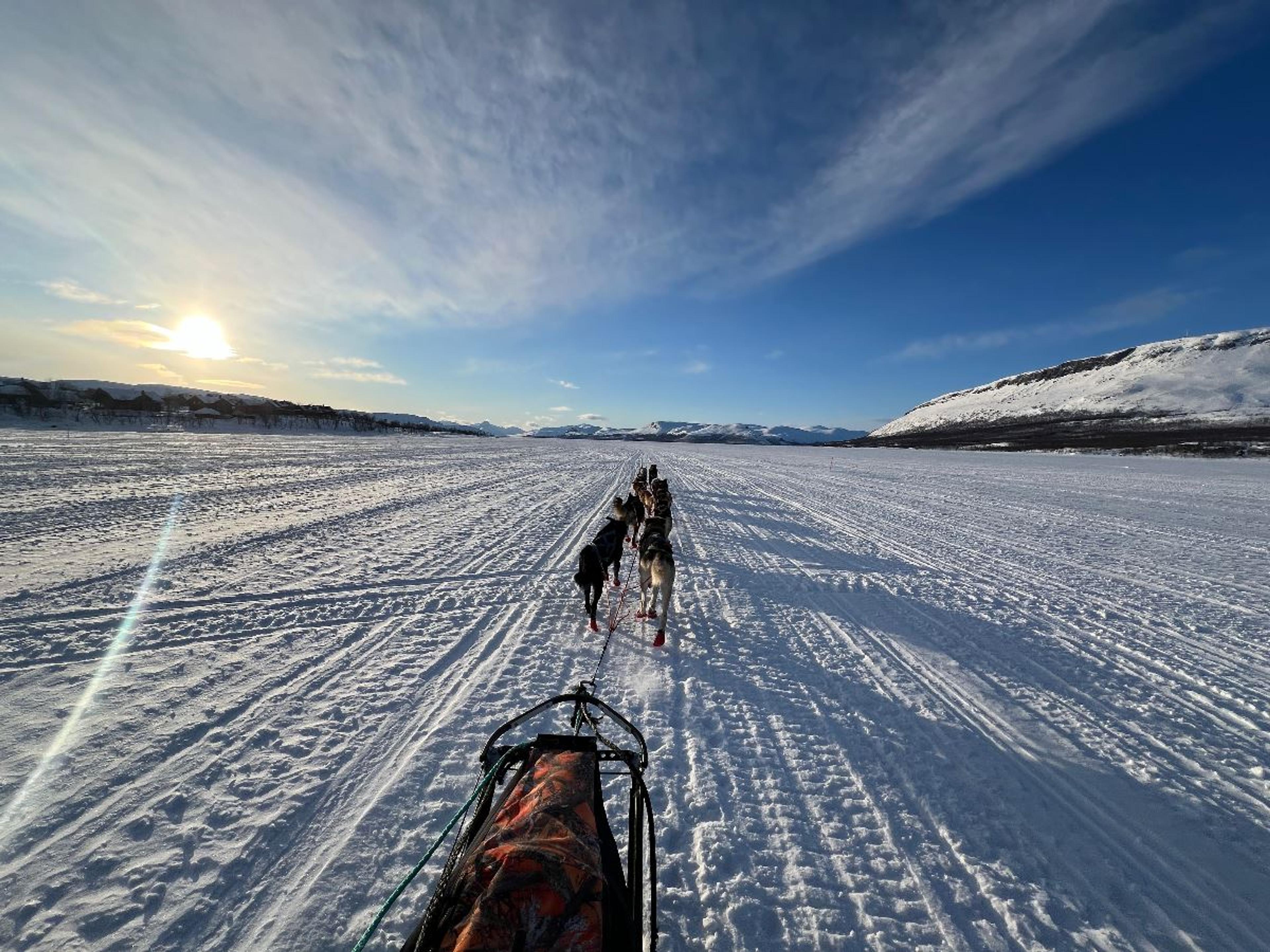 Dogsledding and sunny weather