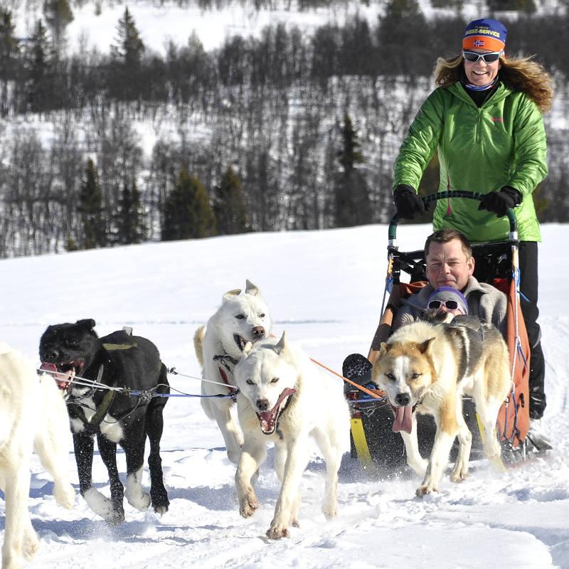 Langedrag Hundekjøring