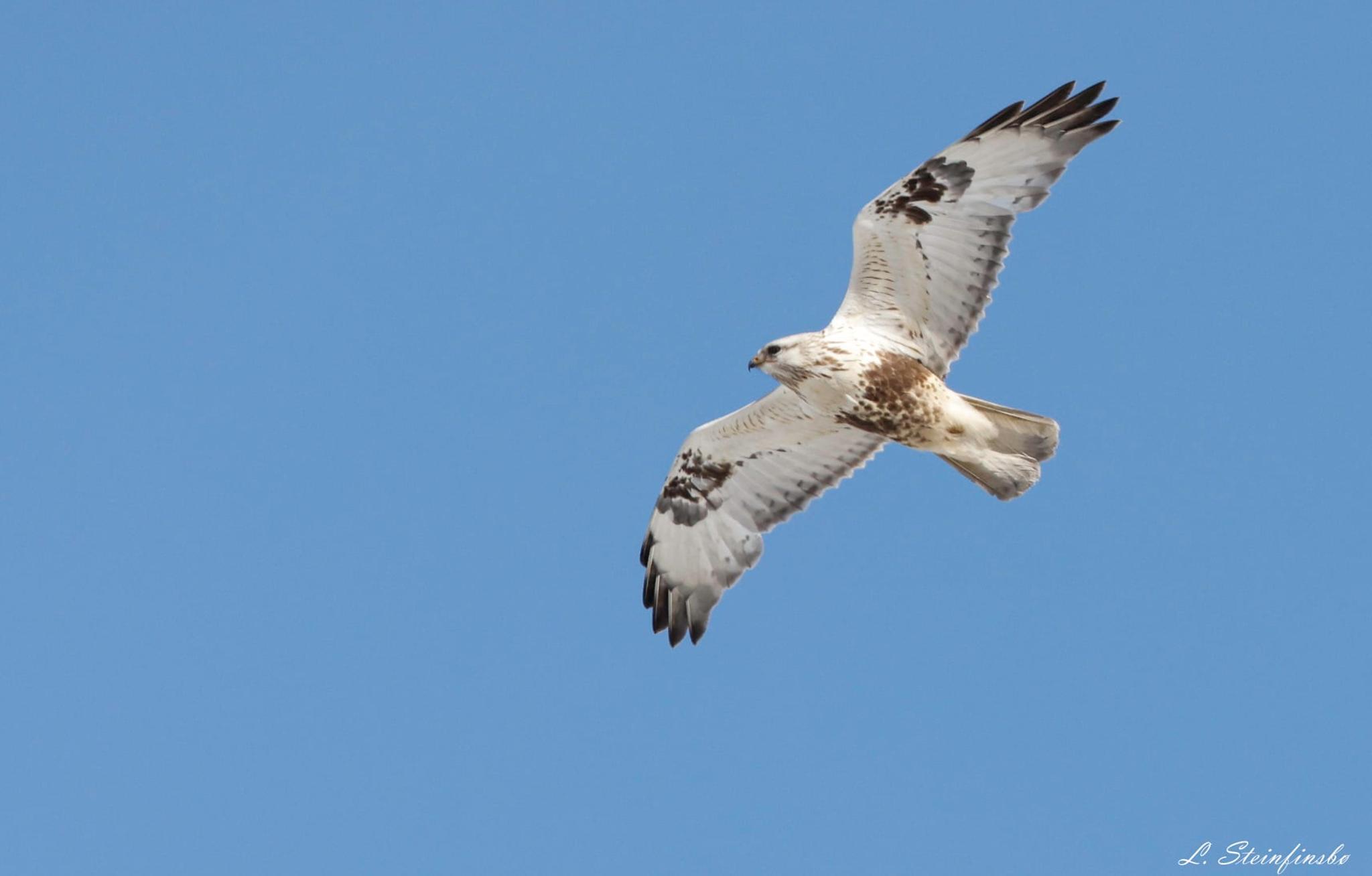 Fjellvåk_Laila Steinfinsbø