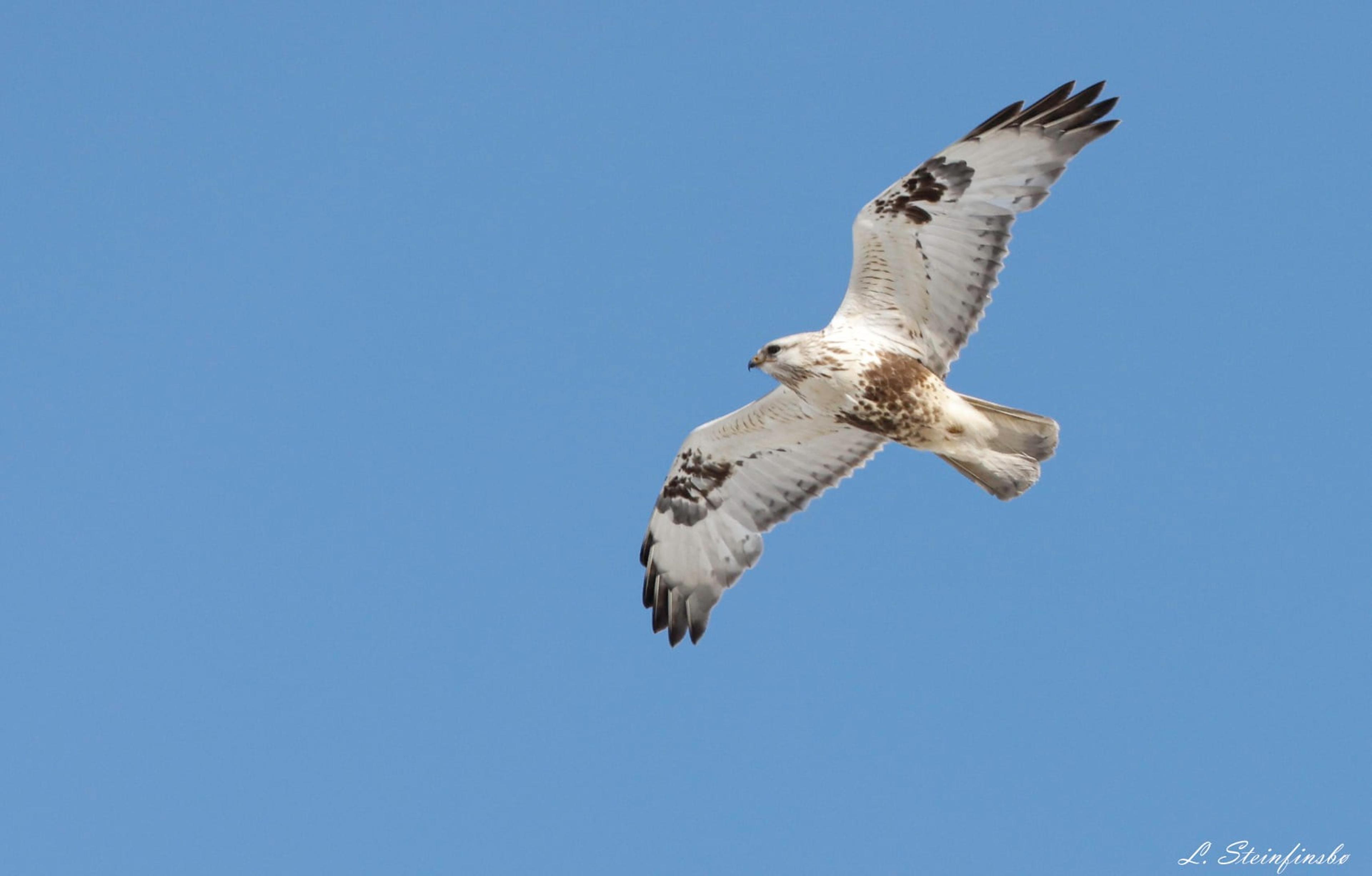 Fjellvåk_Laila Steinfinsbø