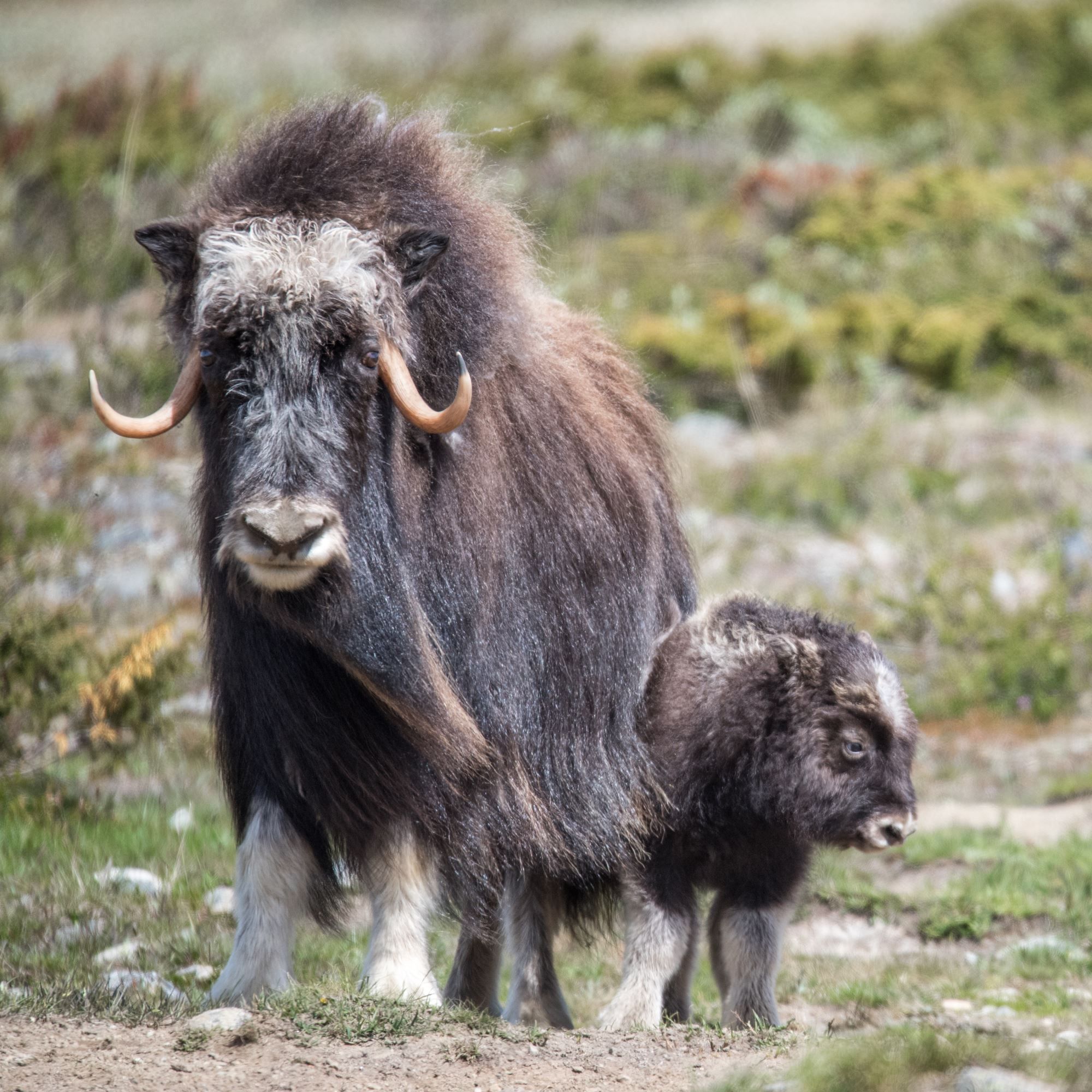 Moskussafari