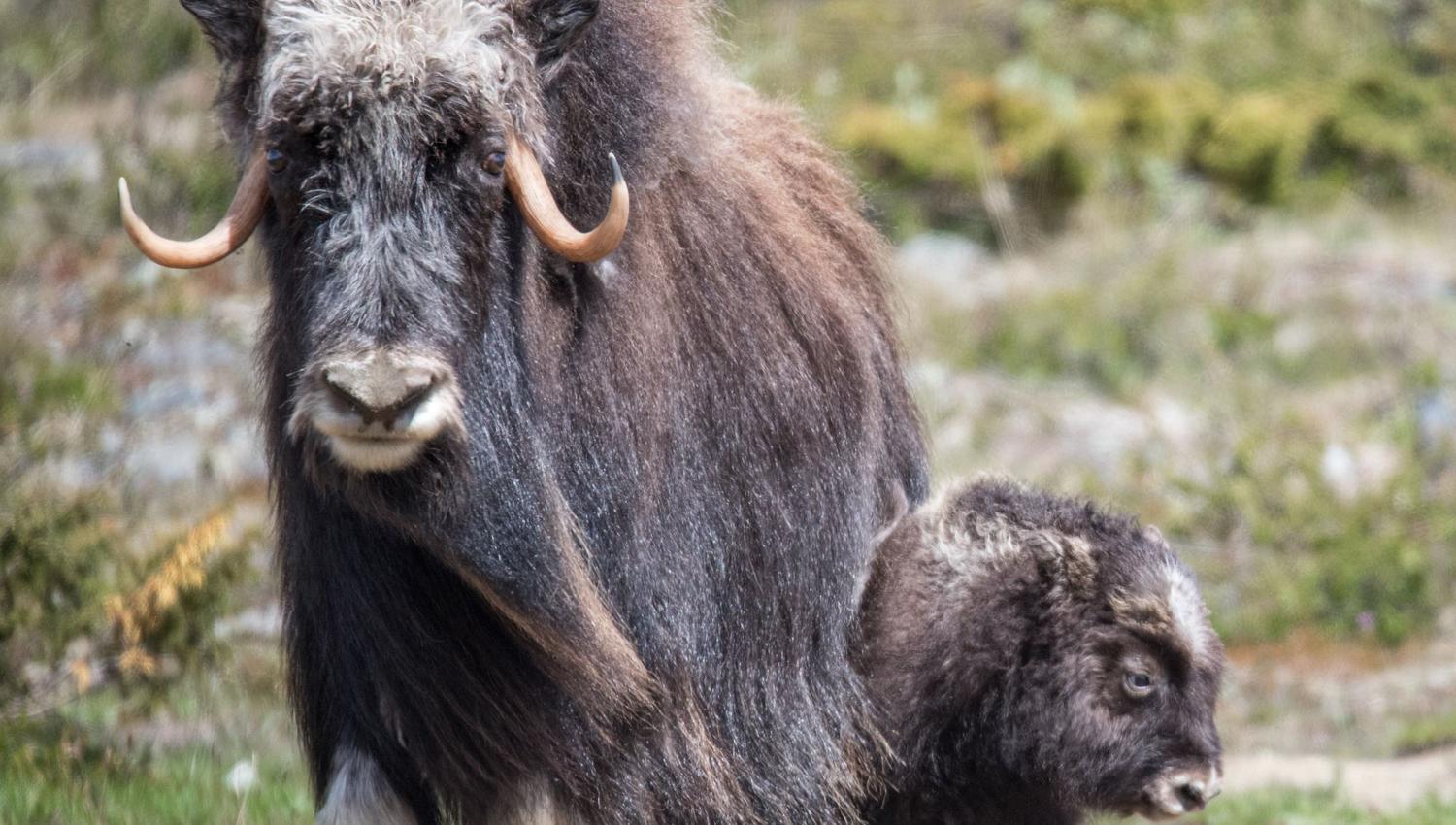 Moskussafari