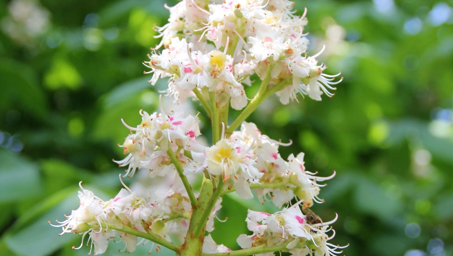 Nærbilde av en hvit blomsterklase med svakt rosa detaljer på en grønn stilk, mot uskarp grønn bakgrunn..