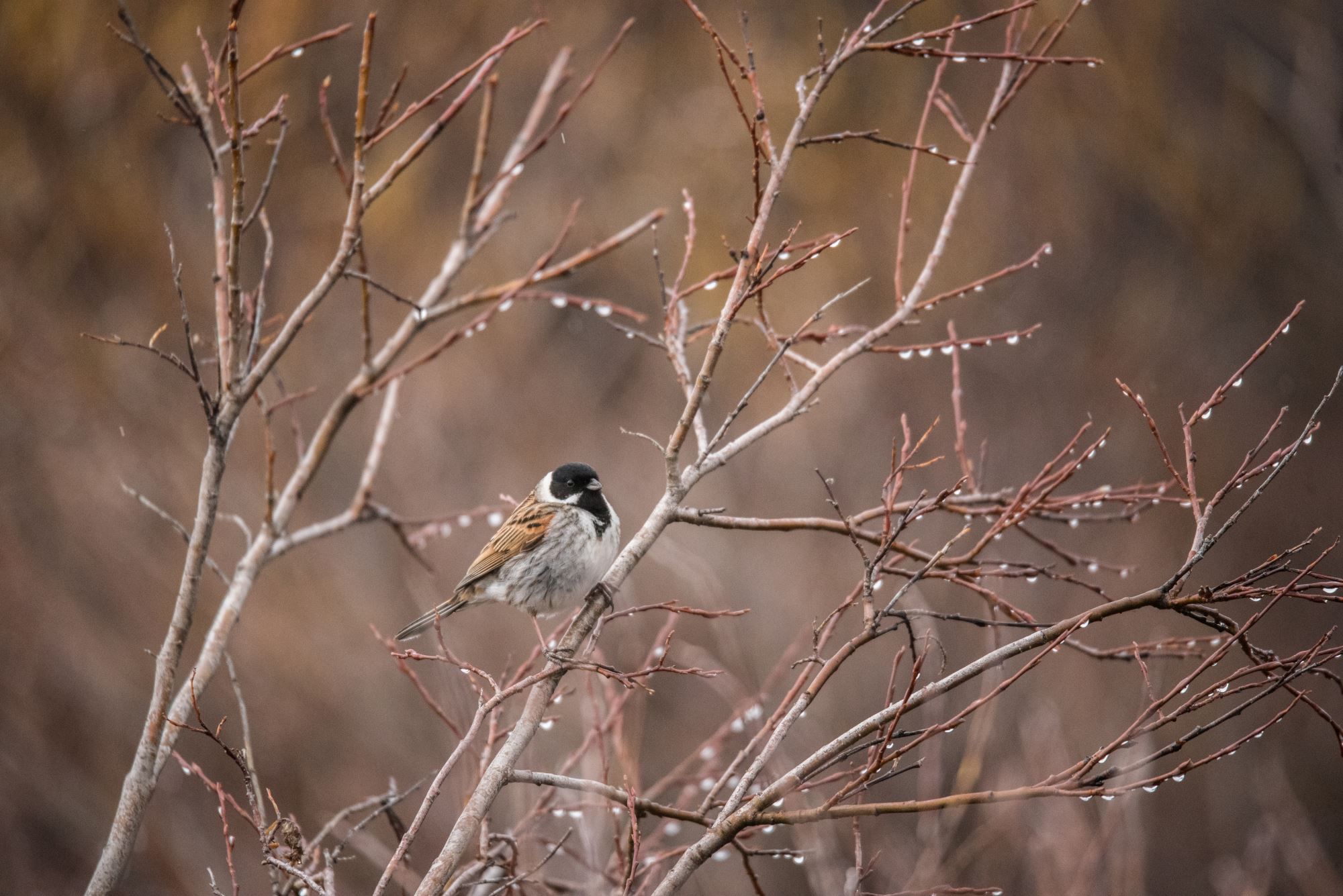 Bird watching with guide