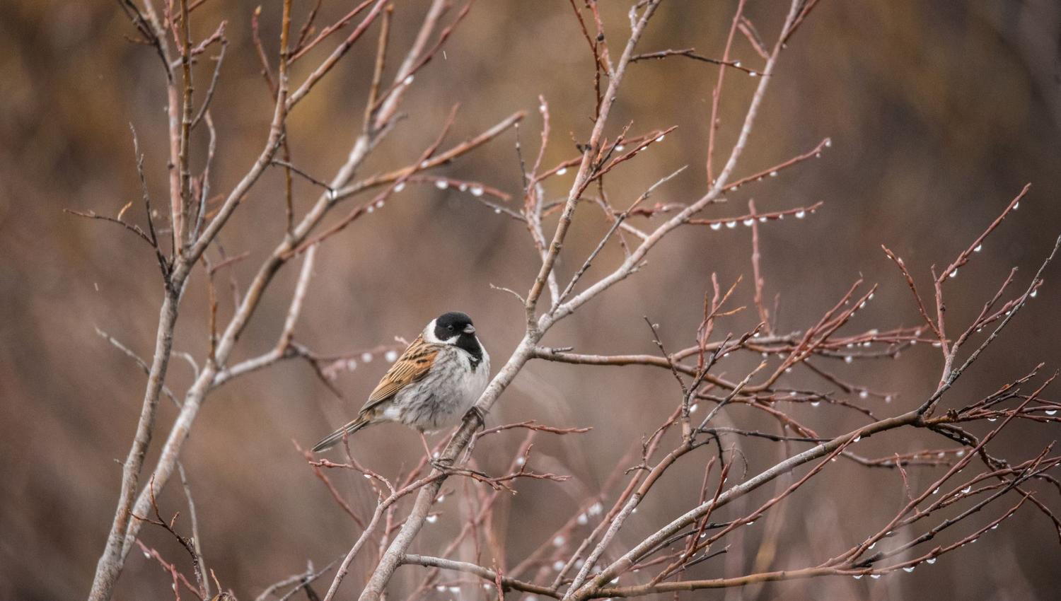 Bird watching with guide