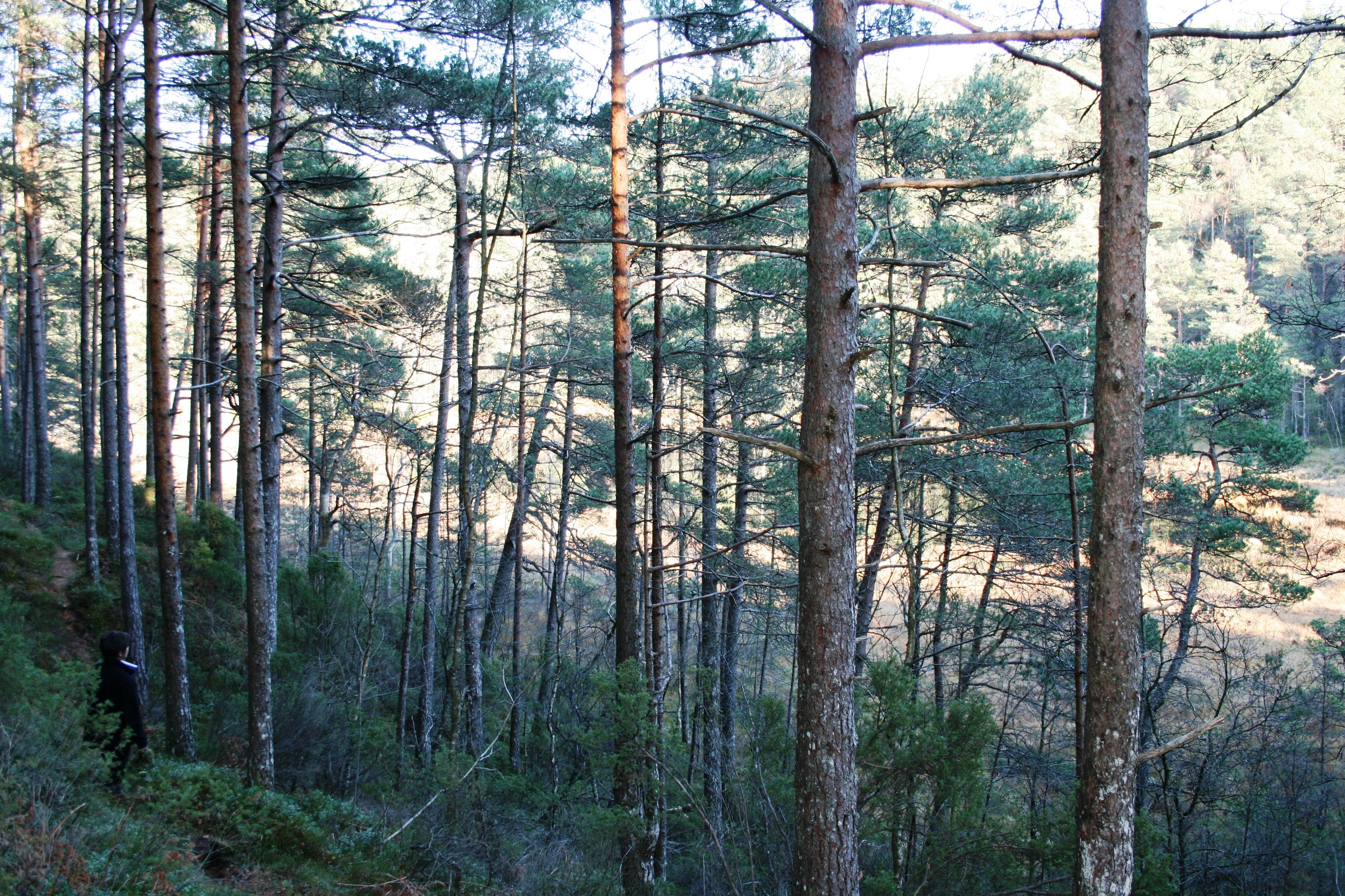 Hike - Myklestadskogen, Tysnes
