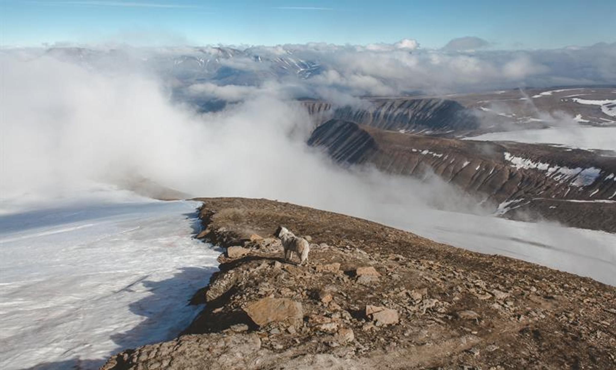 A dog standing on top of a mountain