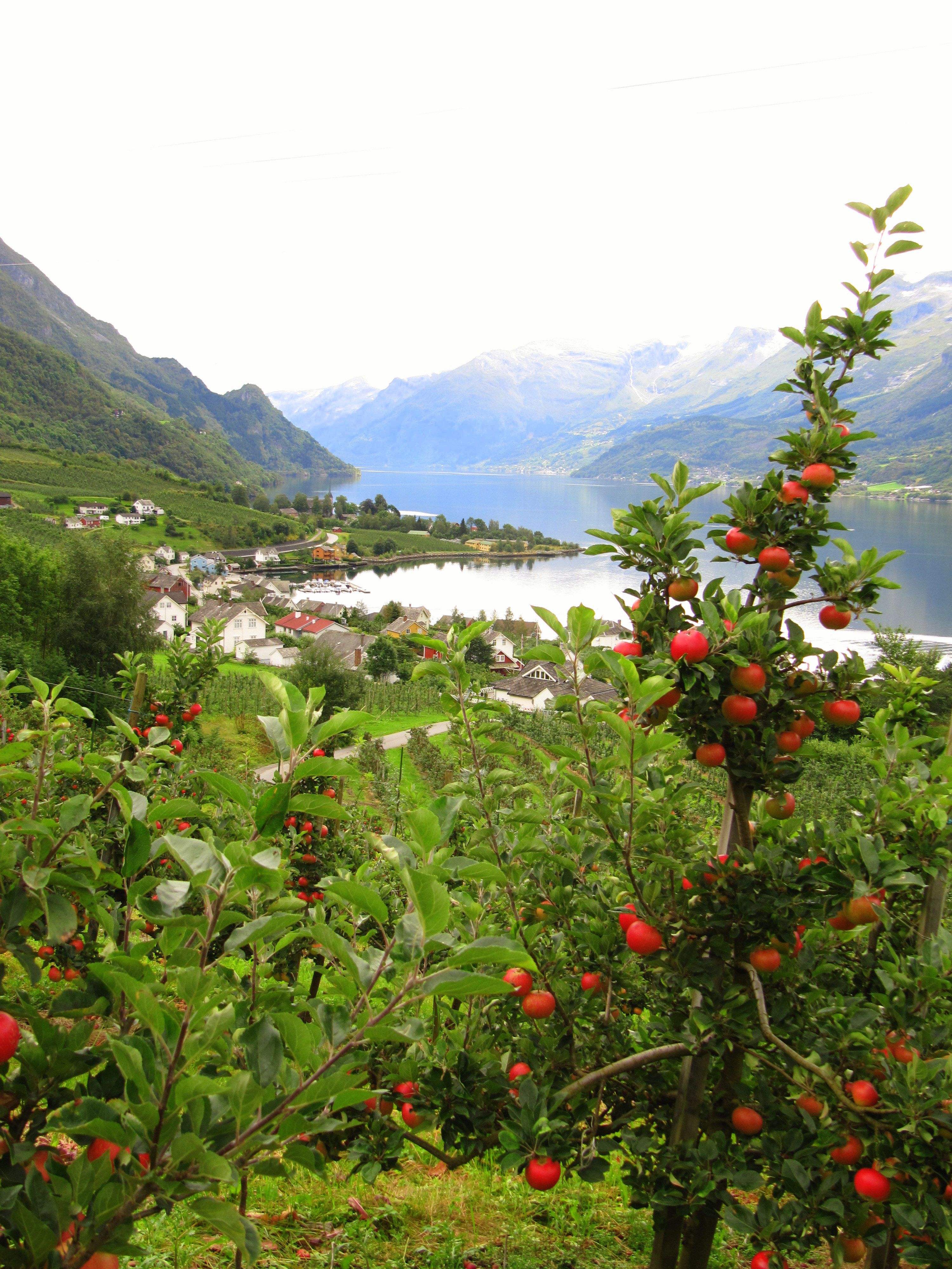 Eplehagar langs Fruktstien i Hardanger med utsikt over fjorden.
