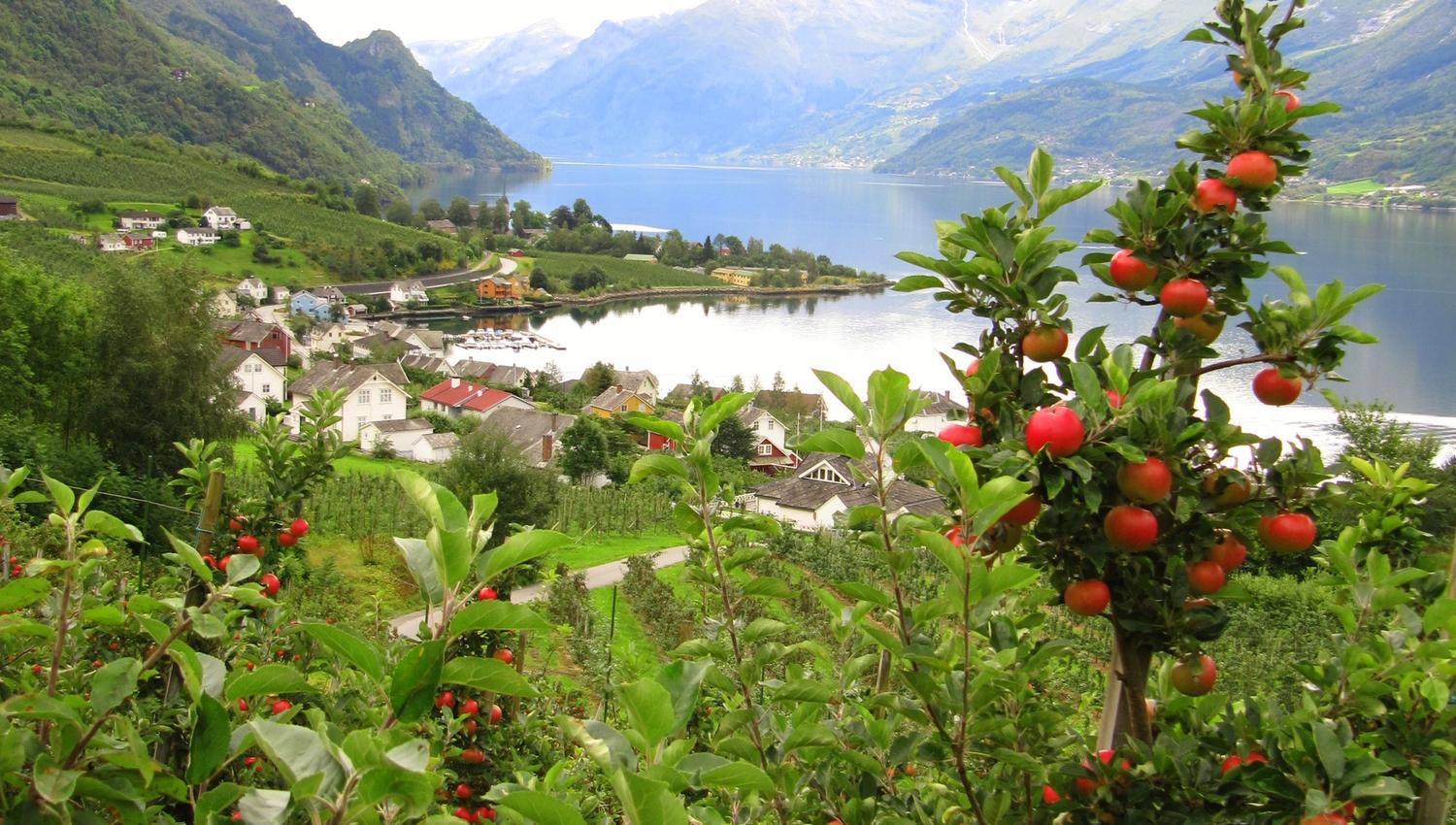 Eplehagar langs Fruktstien i Hardanger med utsikt over fjorden.