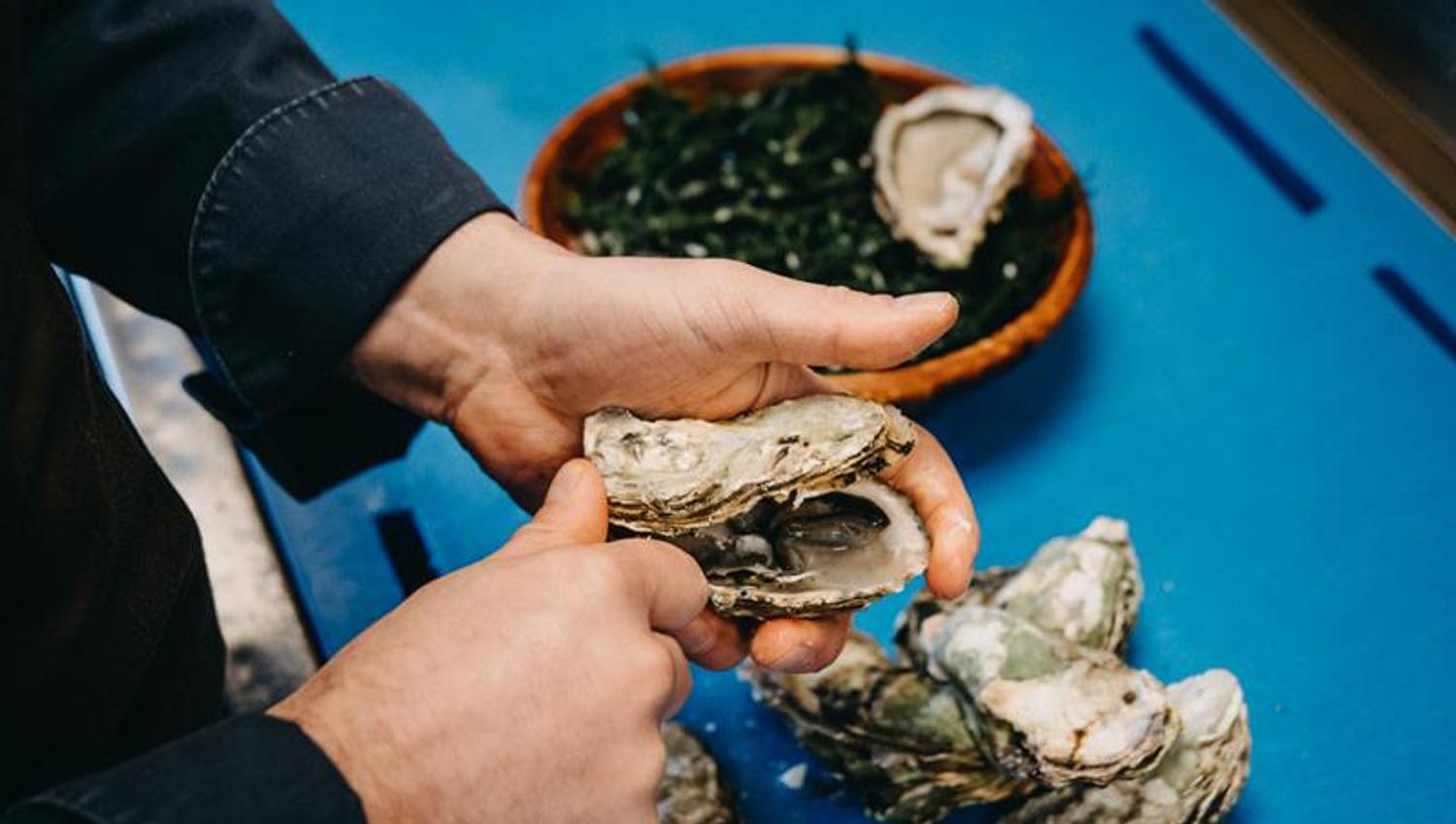 Oysters are opened on a blue board.