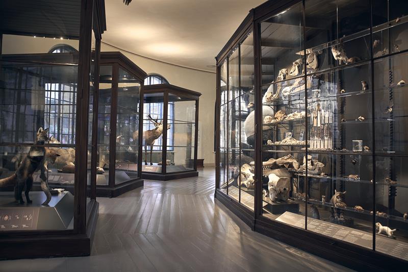 Universitetsmuseet i Bergen